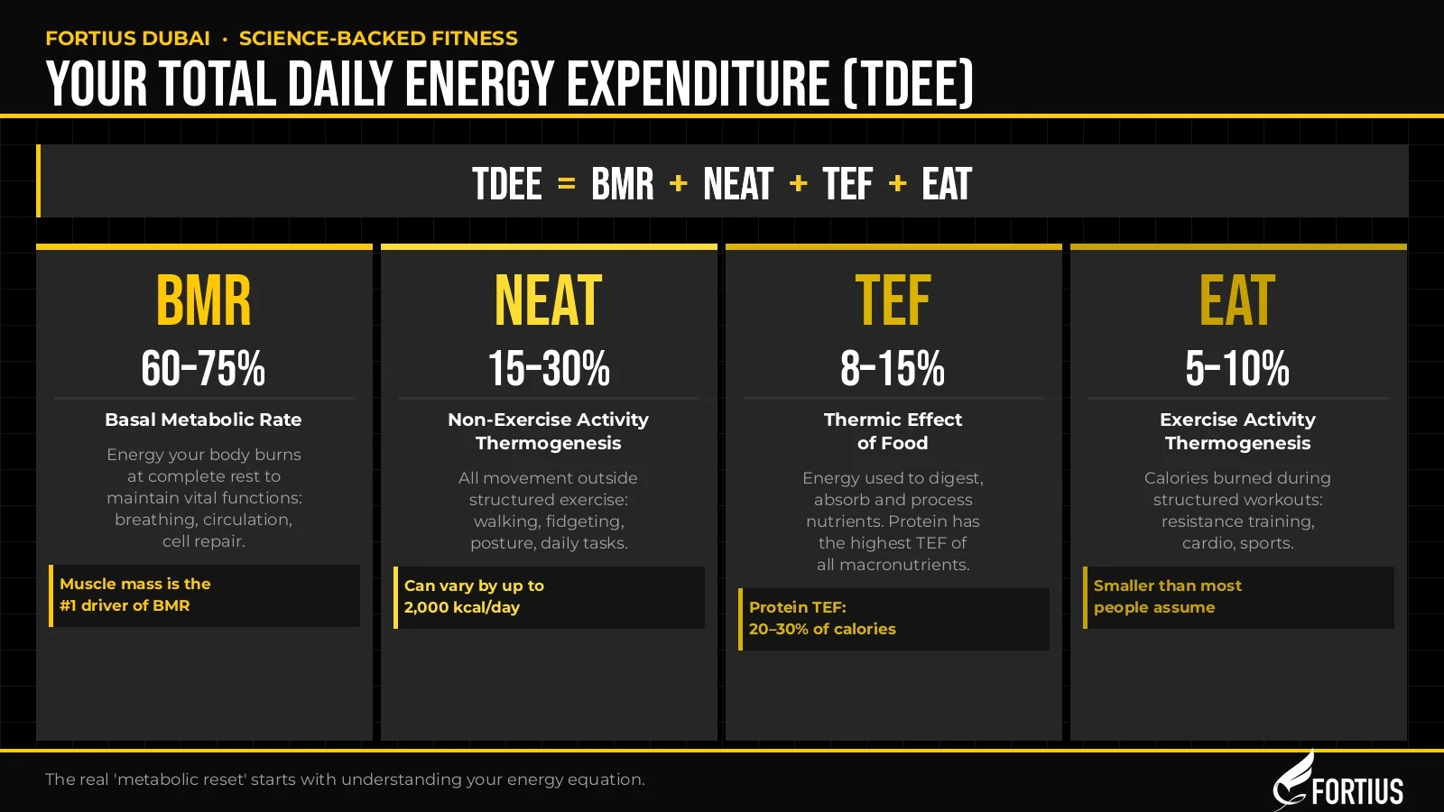 TDEE infographic: BMR 60–75%, NEAT 15–30%, TEF 8–15%, EAT 5–10% — total daily energy expenditure explained by Fortius Dubai