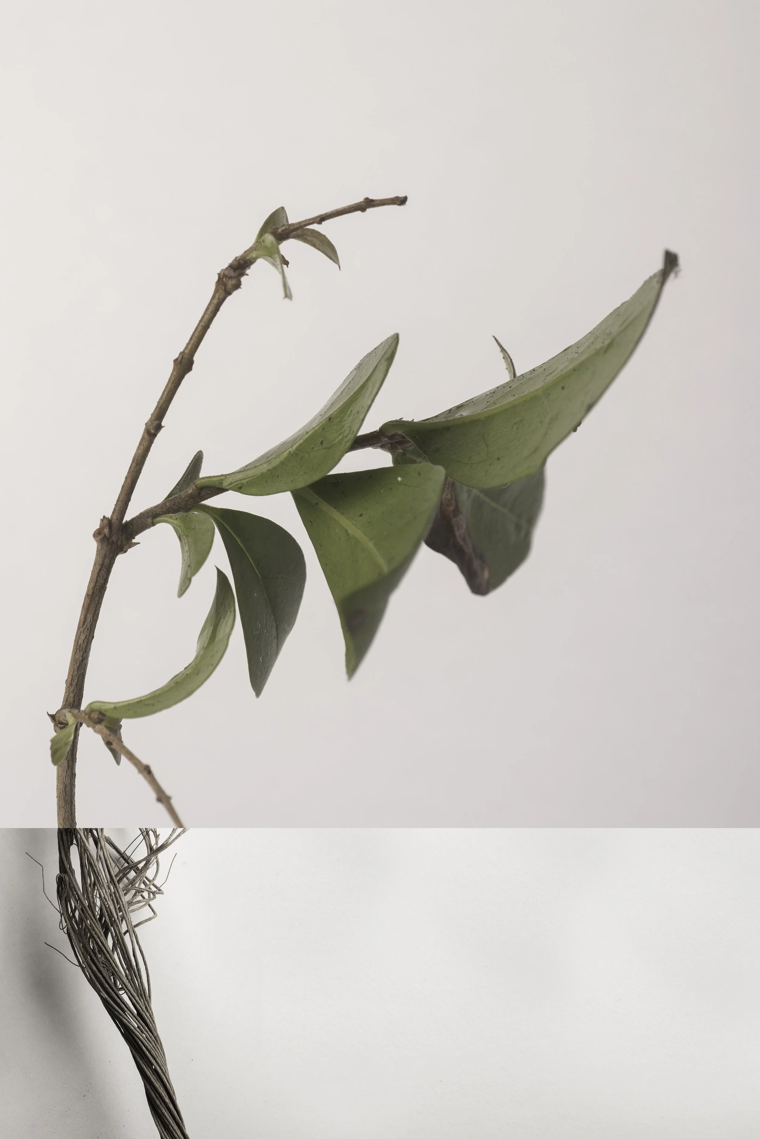 Bickershaw white 2-077-Edit.jpg