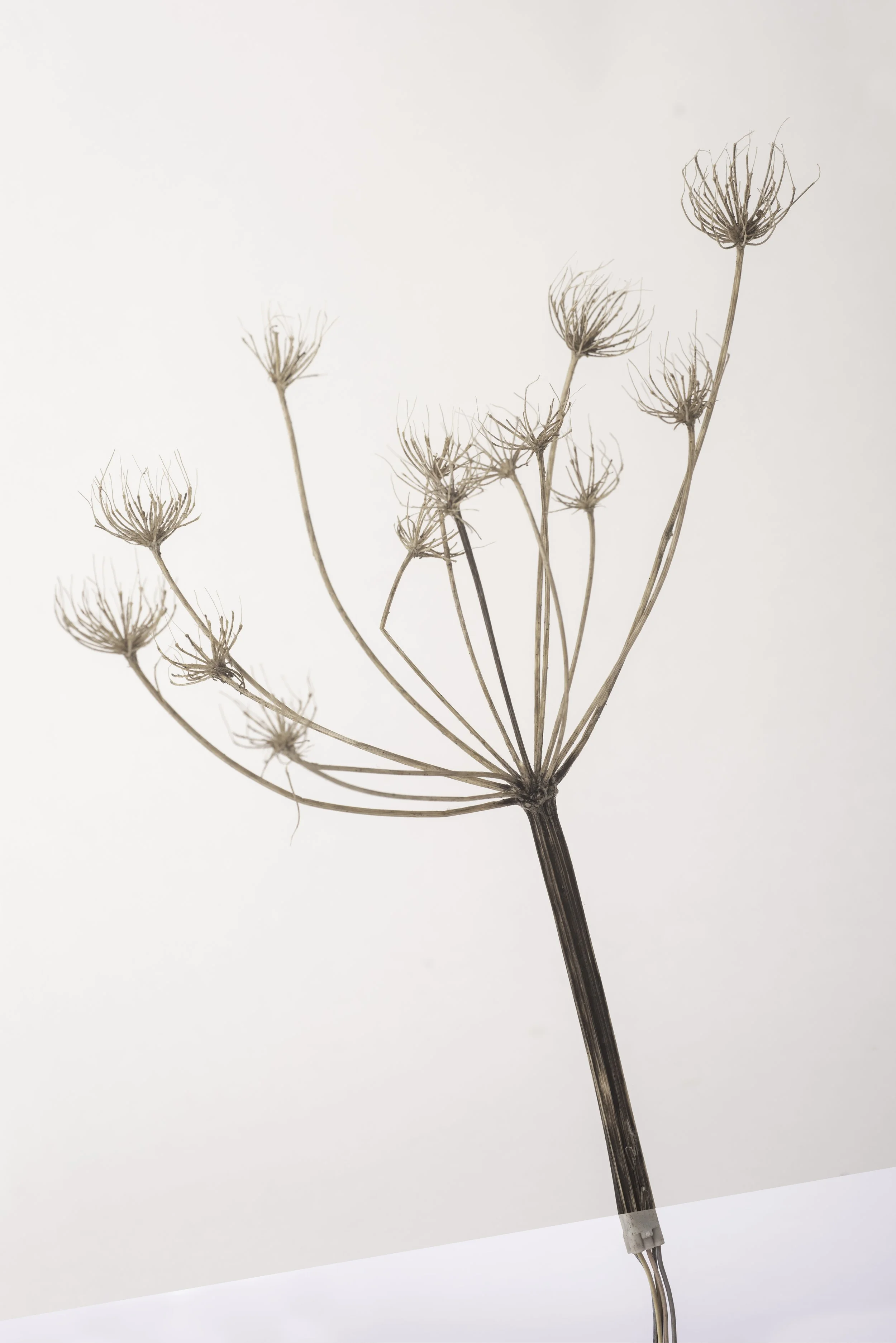 Bickershaw white 3-025-Edit copy.jpg