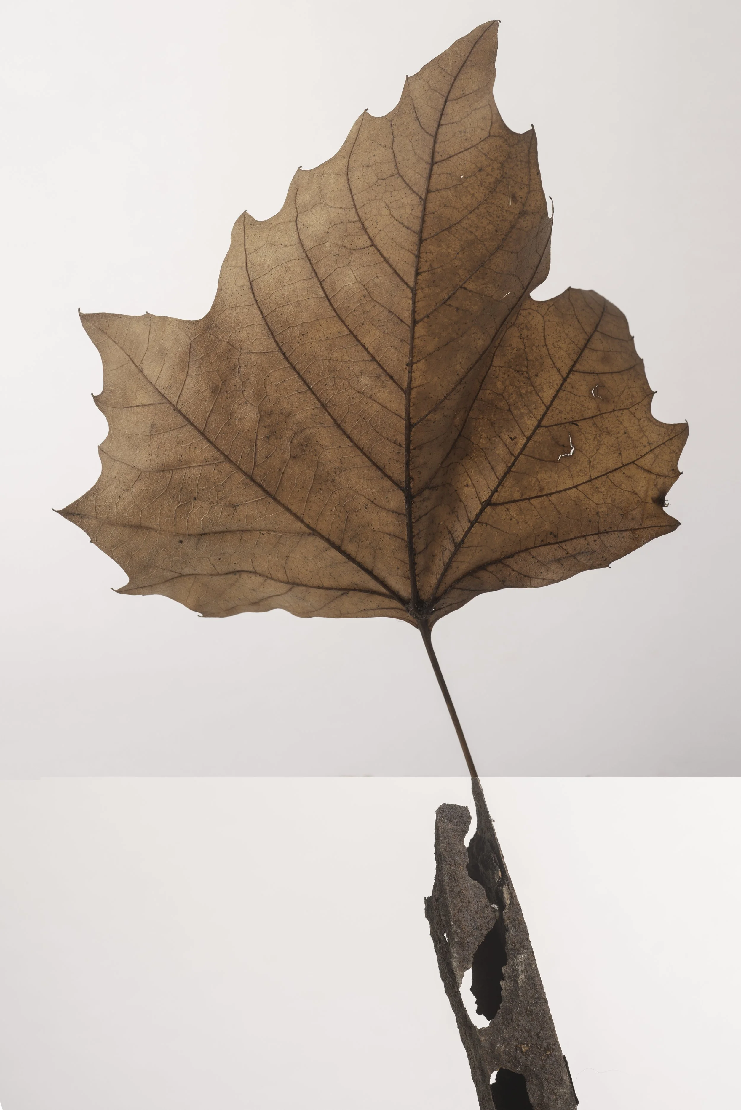 Bickershaw white 3-008-Edit copy.jpg