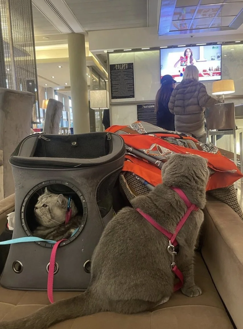 Travel Cat Computer System Traveling Cats — Republic of Toma