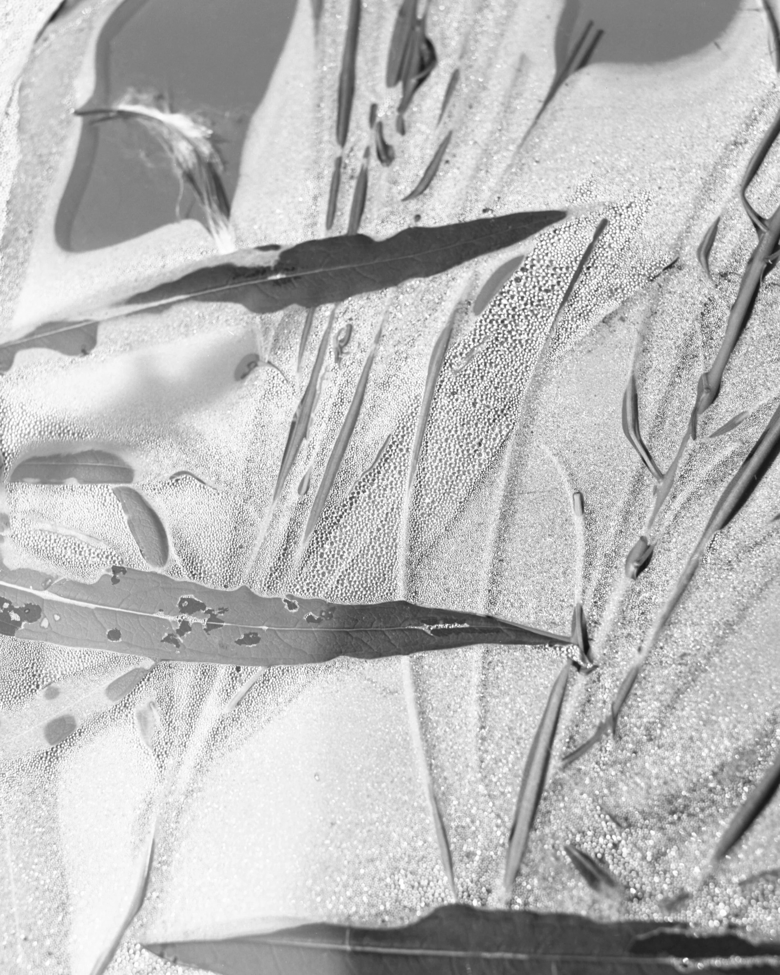 Film photograph (Yukon). 2021.