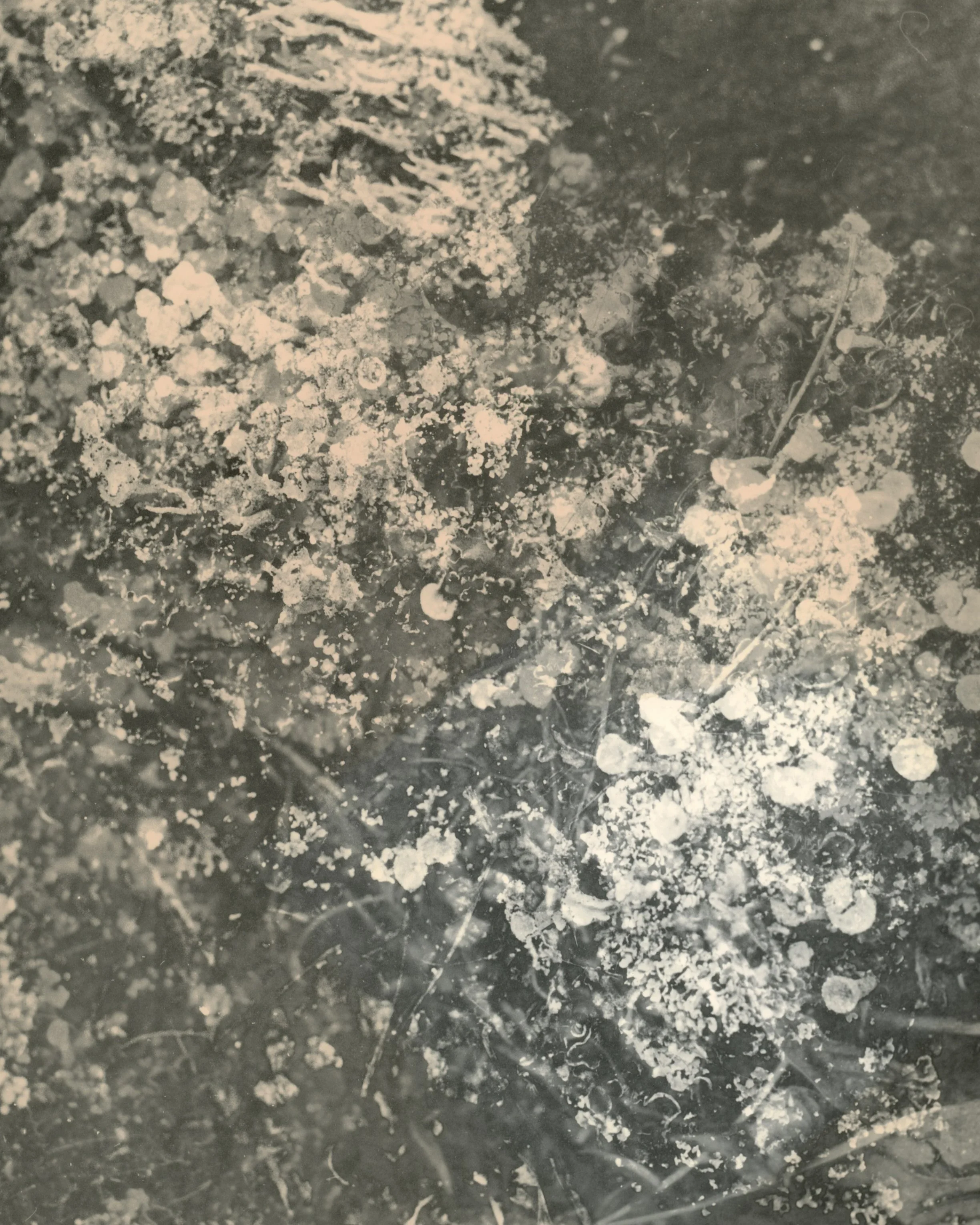 Silver-gelatin photograph toned with sunlight, 8x10 inches. 2022.