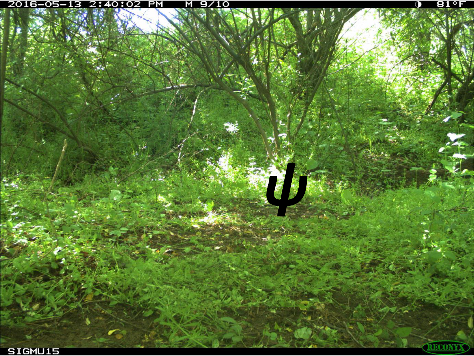 Gentle Introduction to Occupancy Modeling