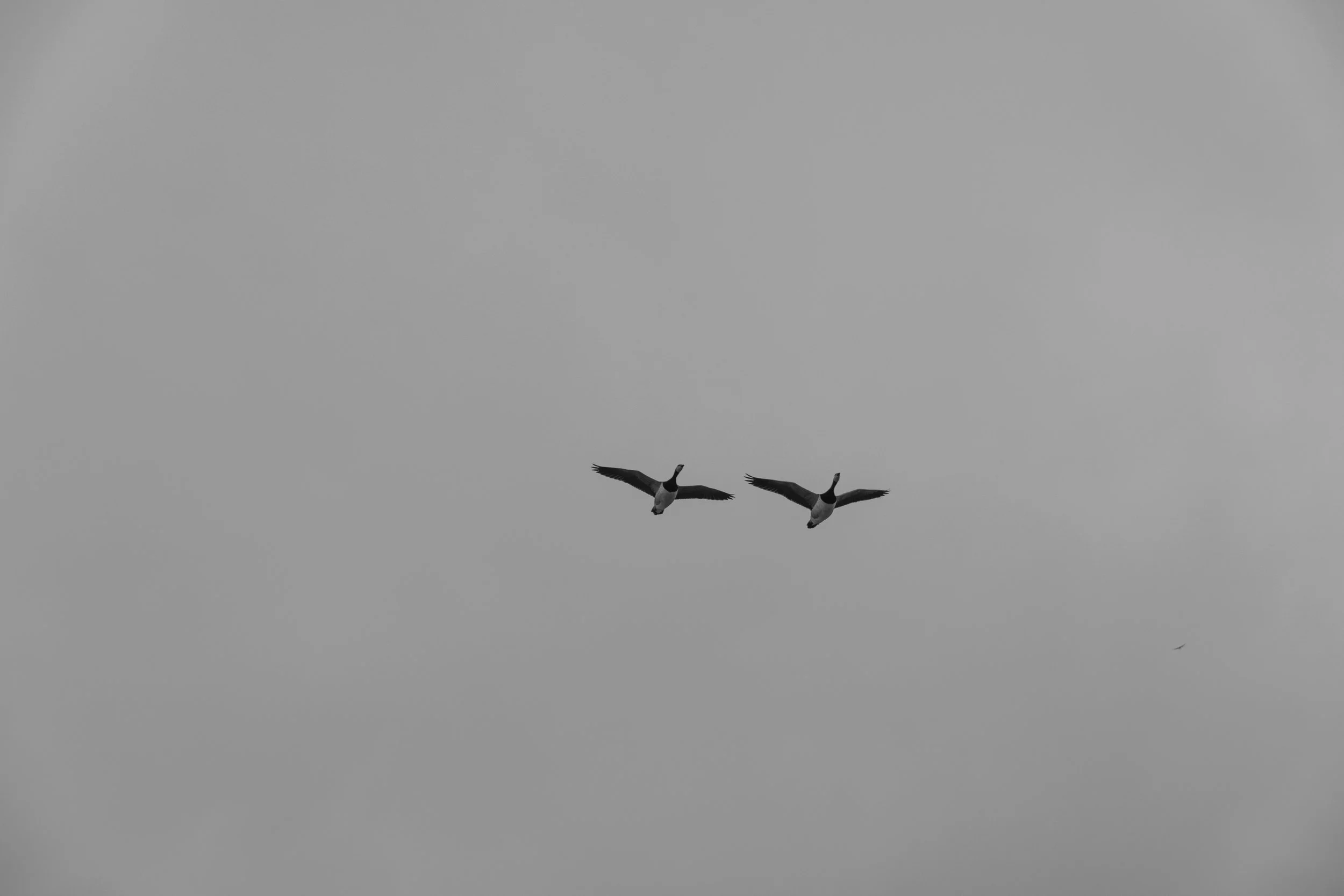 Geese