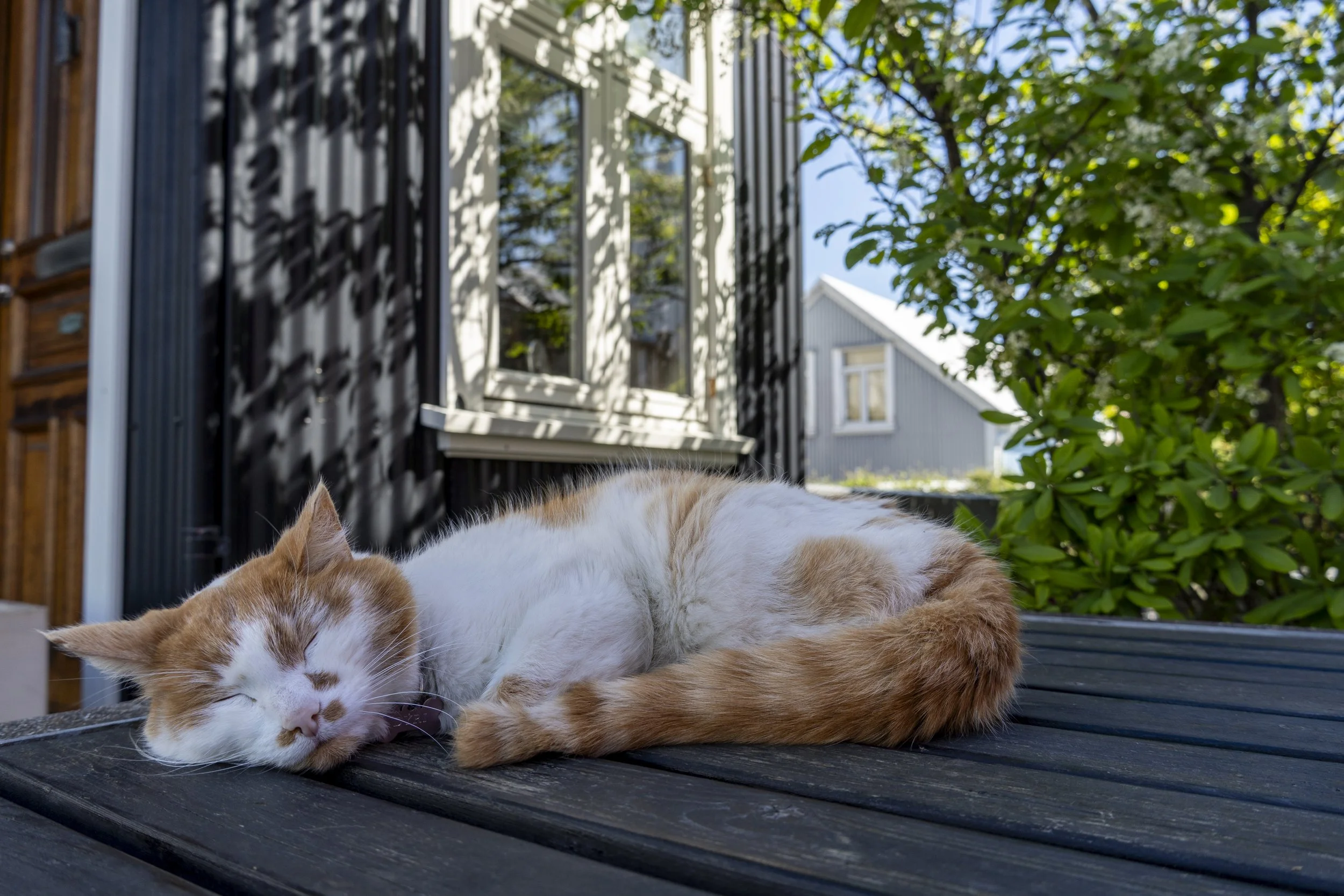 Cats of Reykjavik #1