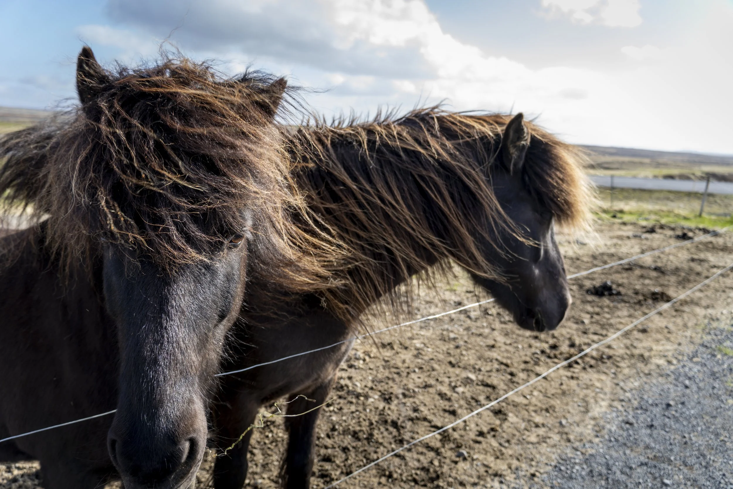 Horse Farm