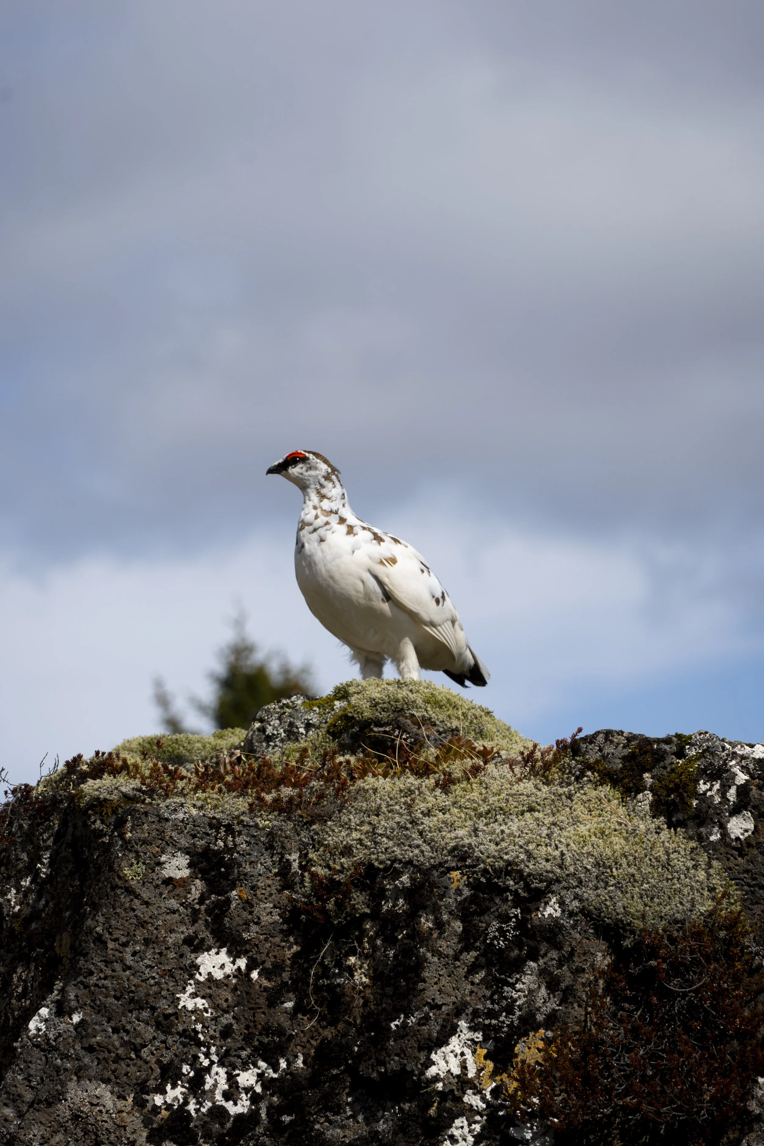 Rock Ptarmigan