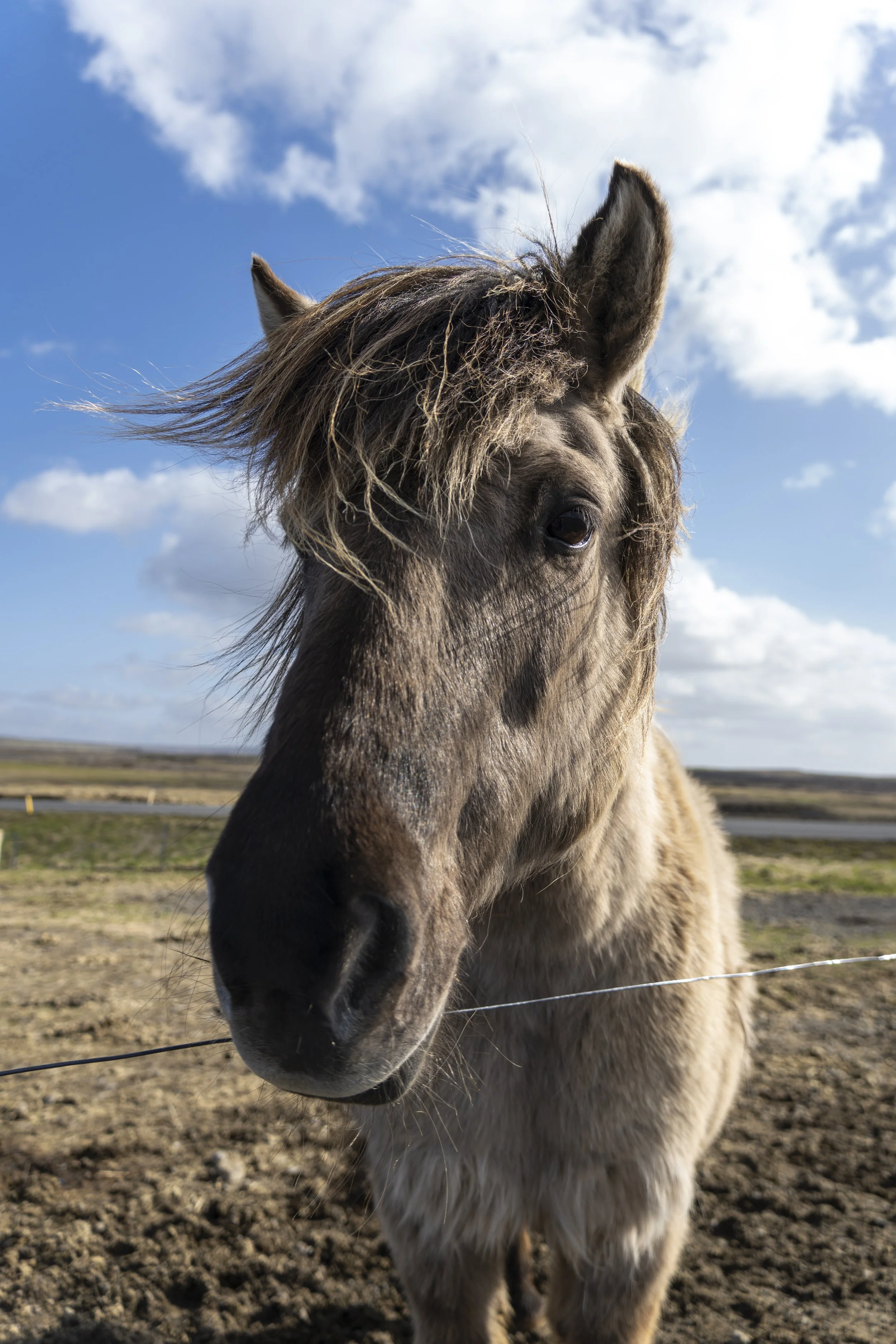 Horse Farm