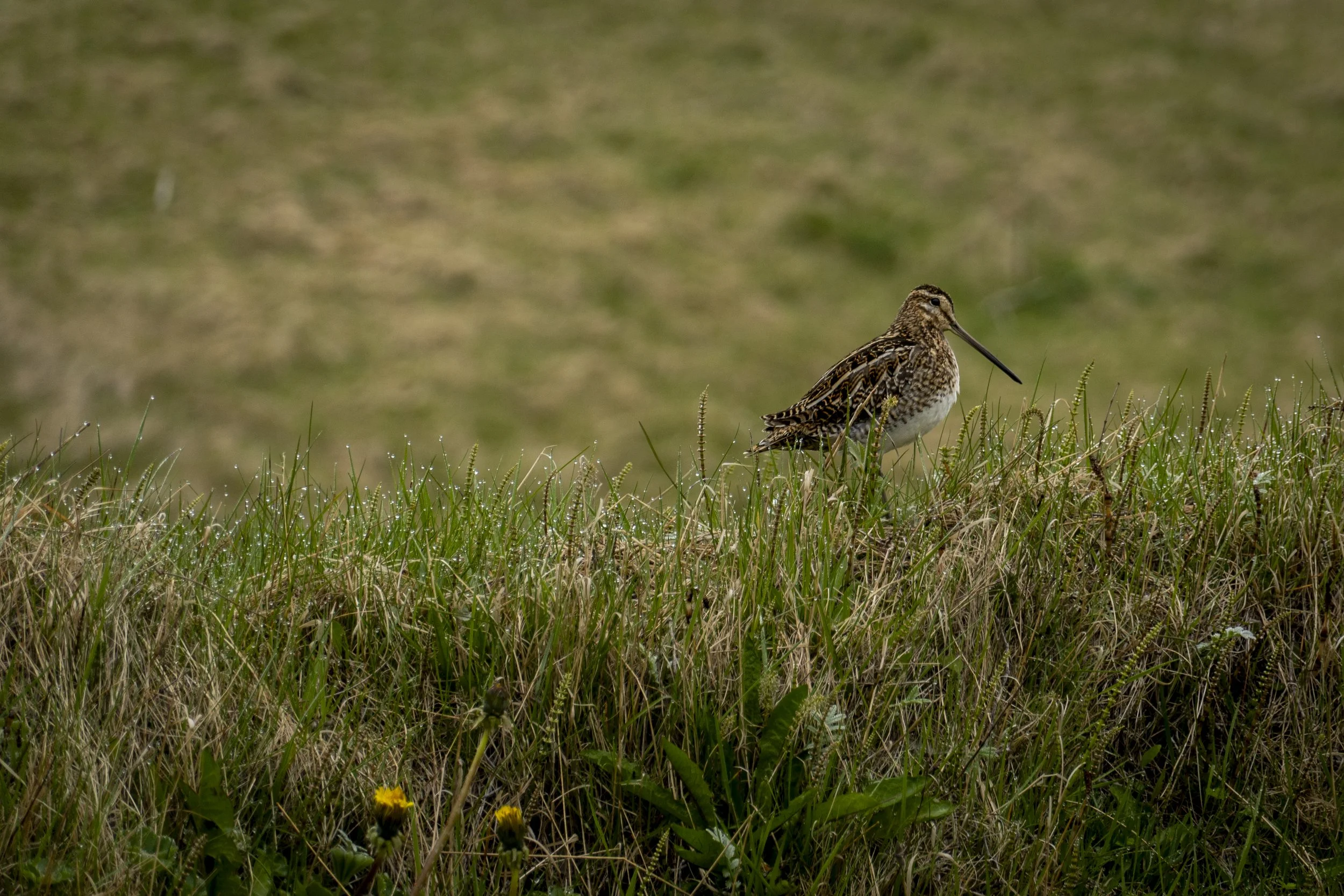 Snipe