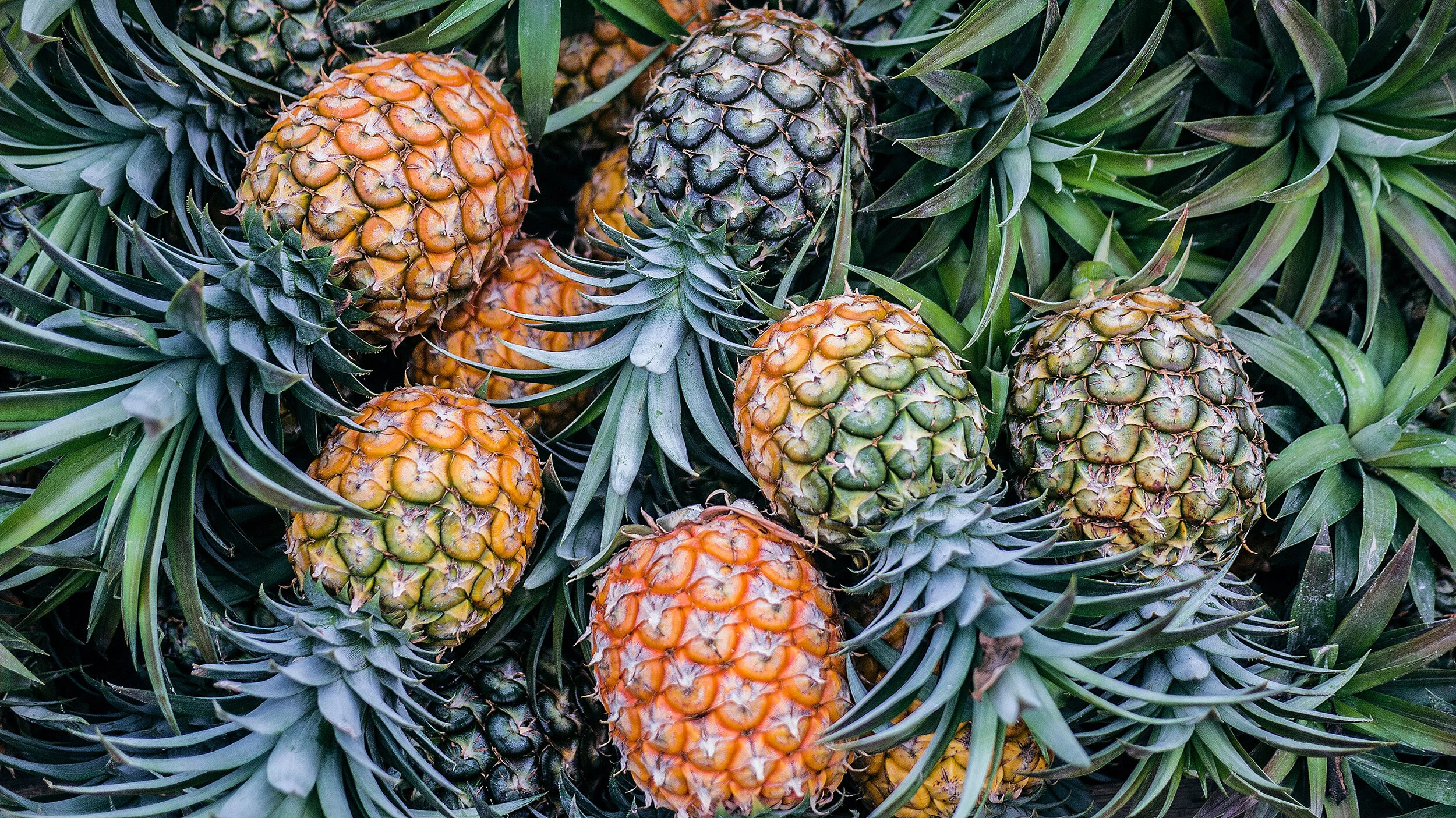 pile of pineapples close up to resemble a group