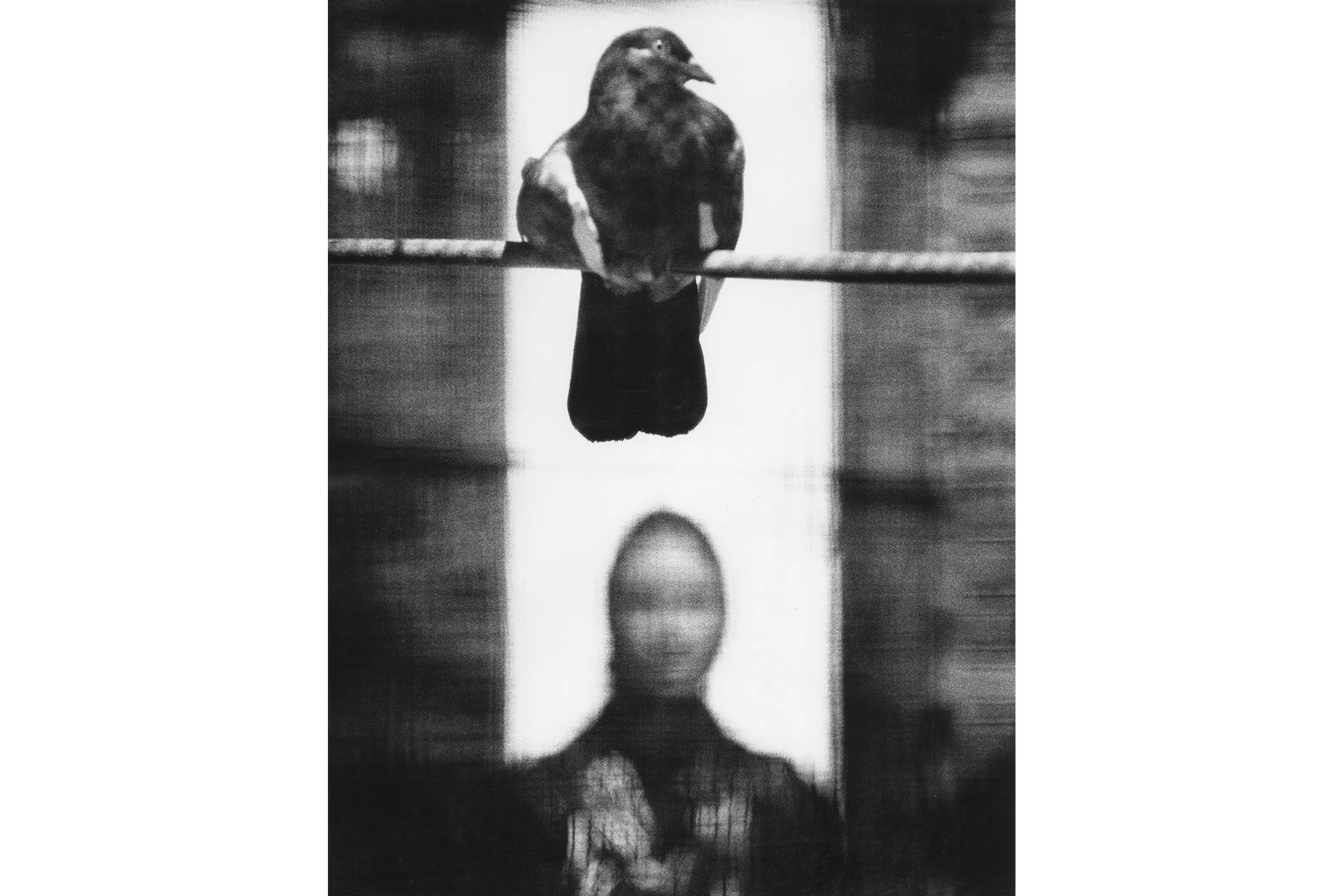 November-Girl---Pigeon-on-Rope-(Sep-Prs-25)-1500-3-2.jpg