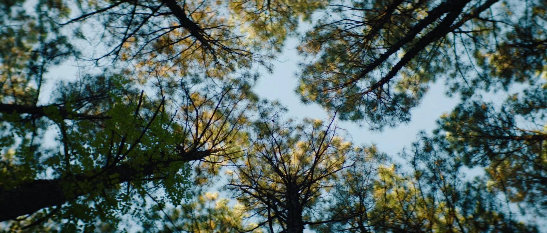 Looking Up at Pine Trees