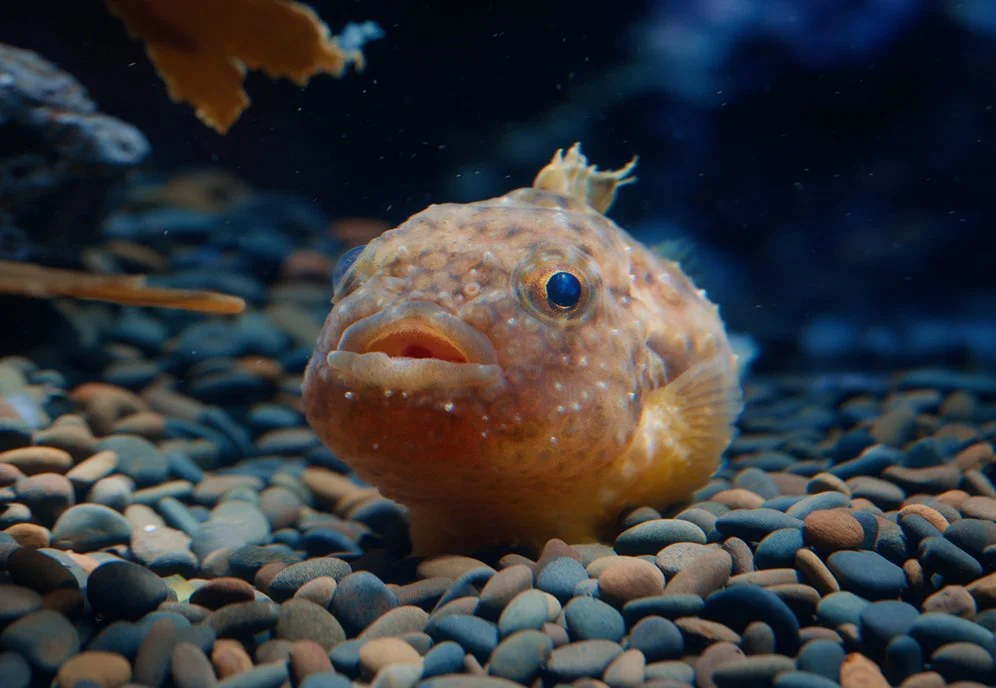 Lump Fish_sm.jpg