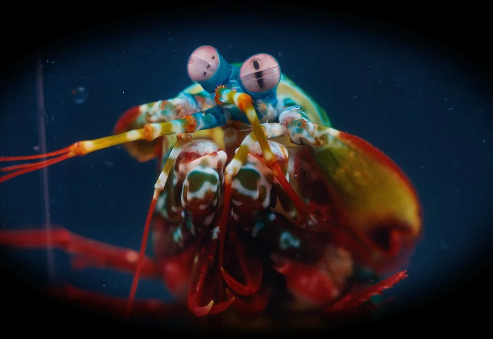Mantis Shrimp_sm.jpg