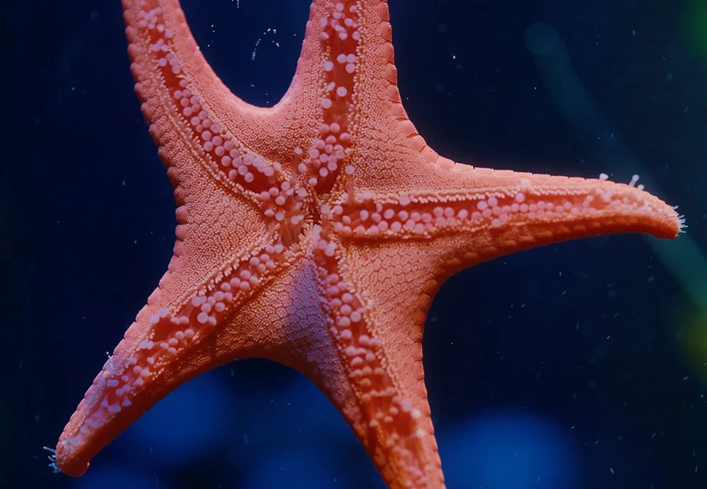 Starfish_sm.jpg