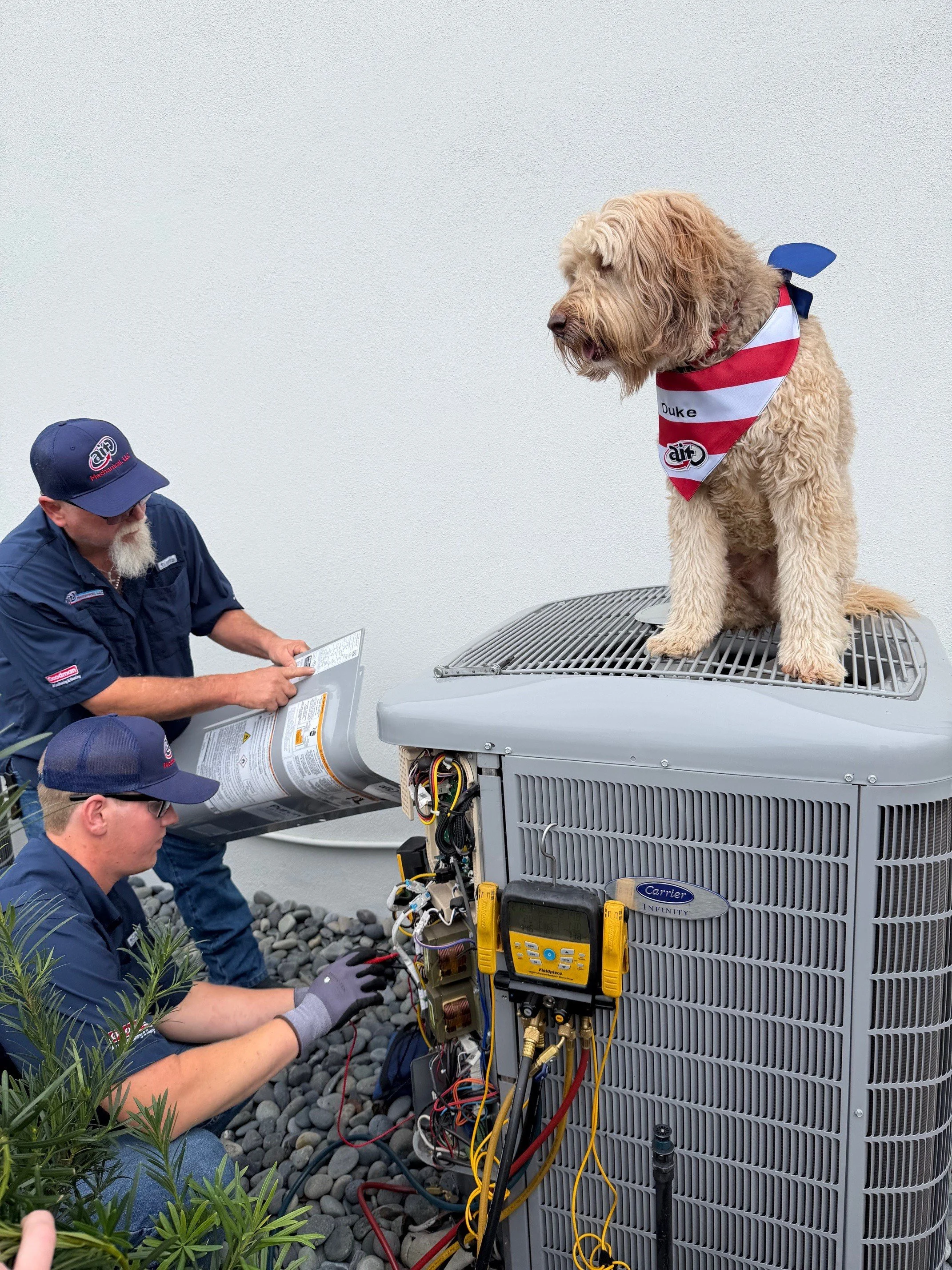 Duke, AIT Mechanical's mascot, sitting on a Carrier AC unit in Orlando while technicians work