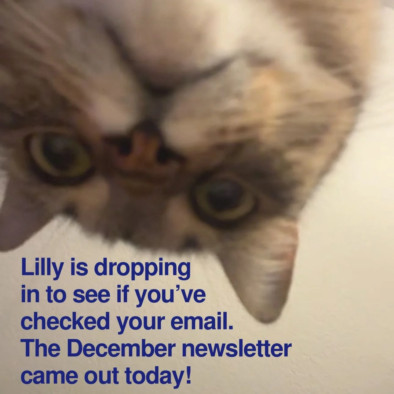 Check your inboxes for the December newsletter. If you&rsquo;re not signed up, you can find a link in the bio or on my website which is also linked in the bio. This month&rsquo;s news is short and sweet, and there are a handful of freebie book promos