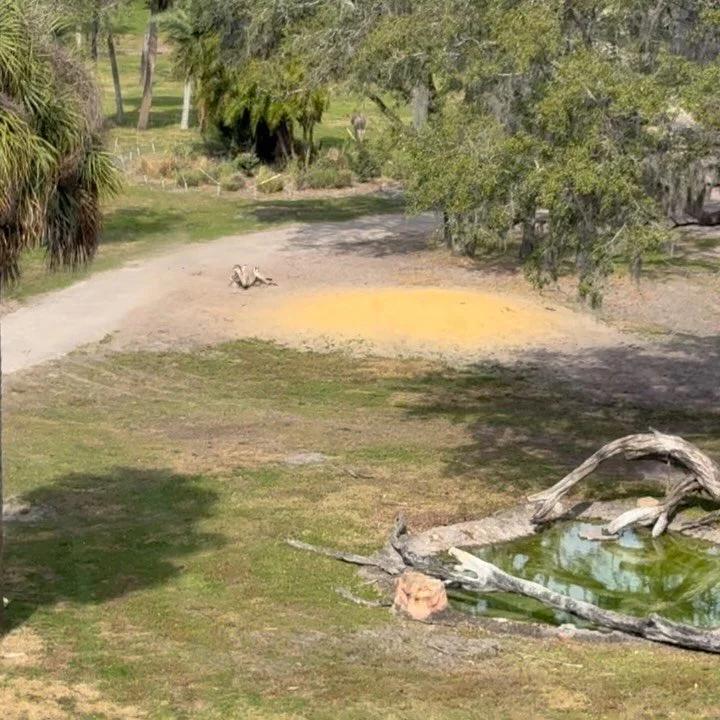 Balcony views of zebras at play today. 🦓🦓Attempting to function today and not turn into a cold medicine zombie. Starting to feel better. Planning to answer some emails today. Slow going, but going!