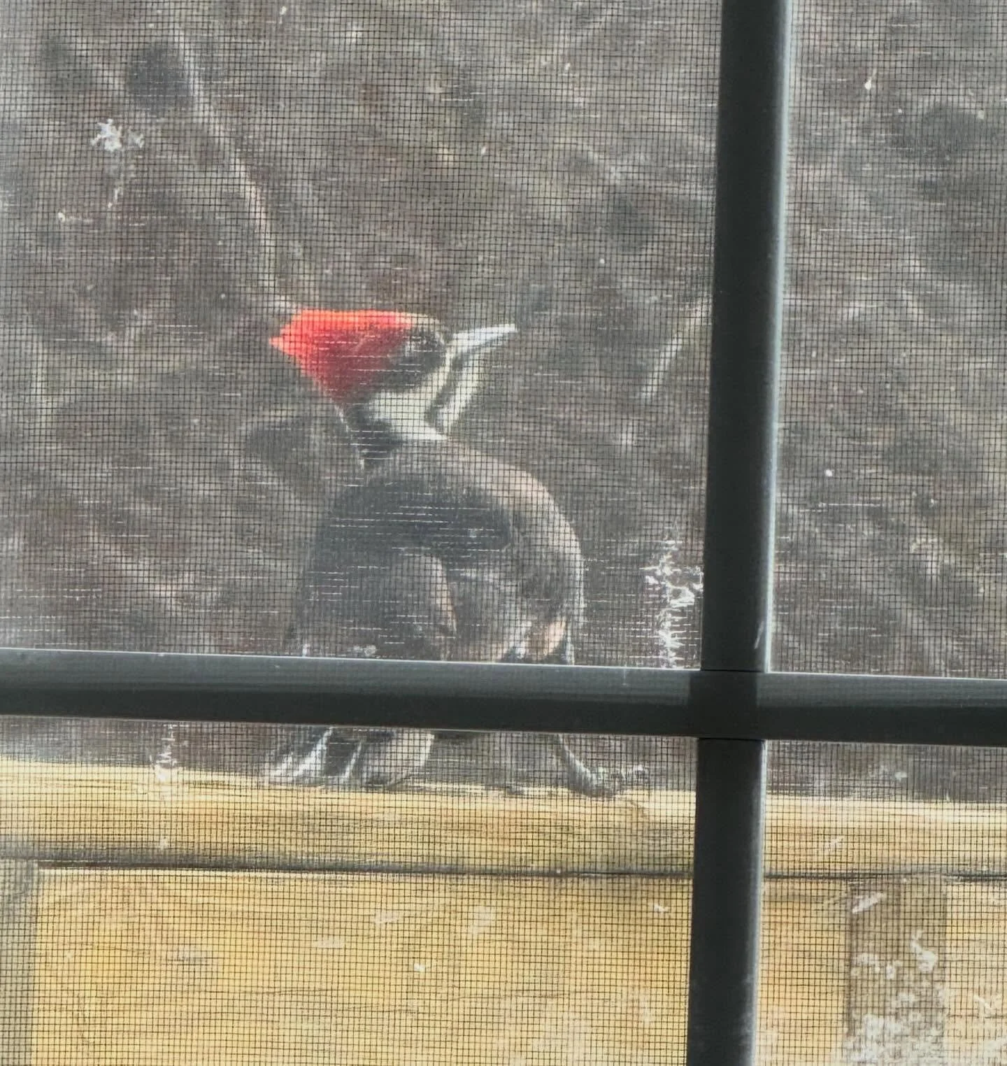 These two visited me within the past 5 minutes. I love my bird visitors! 🖤🖤🖤