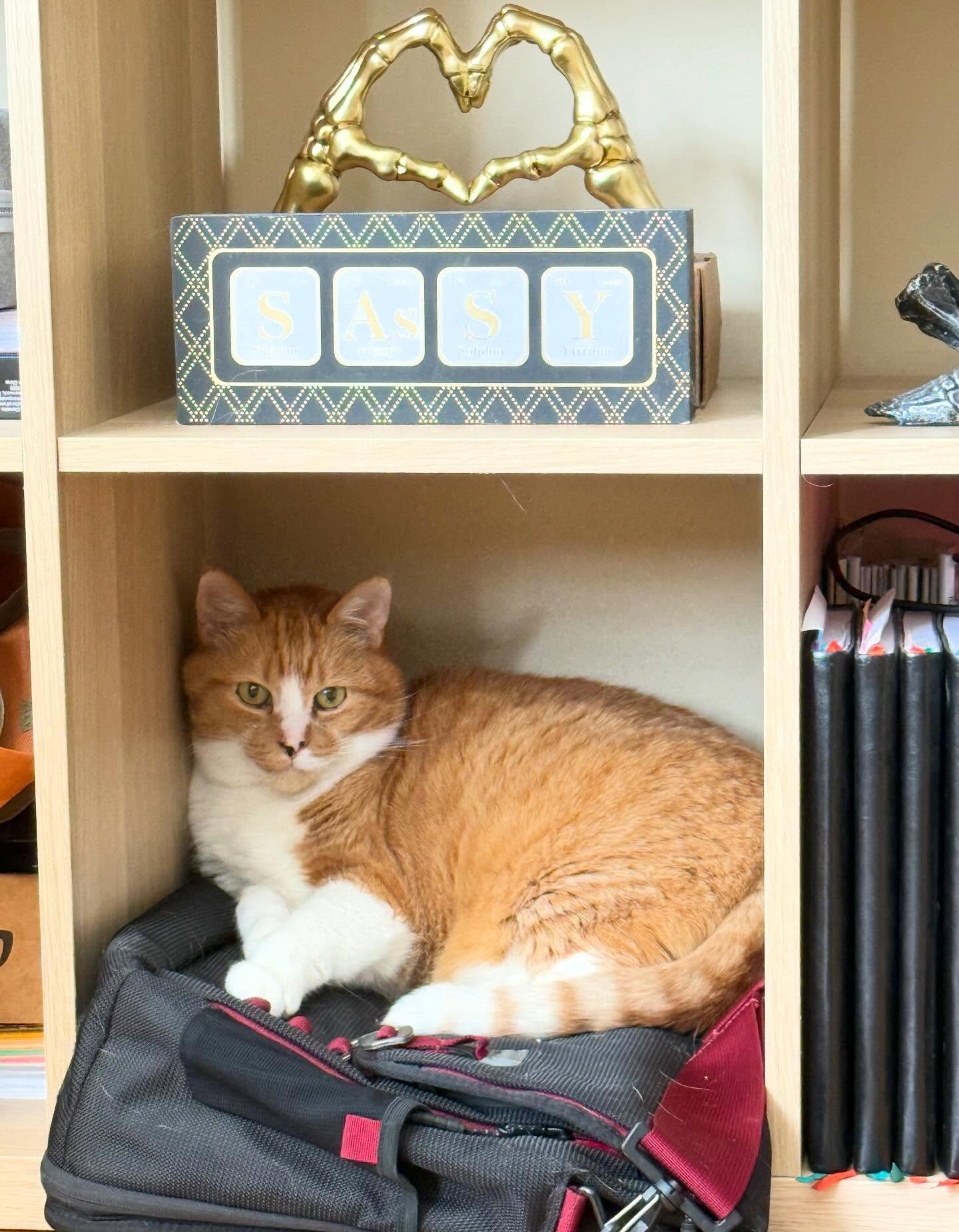 Loki has found a new favorite hangout in my work area. 🧡🐈🖤 Perhaps I&rsquo;ll need to replace my bag with a cat bed!
