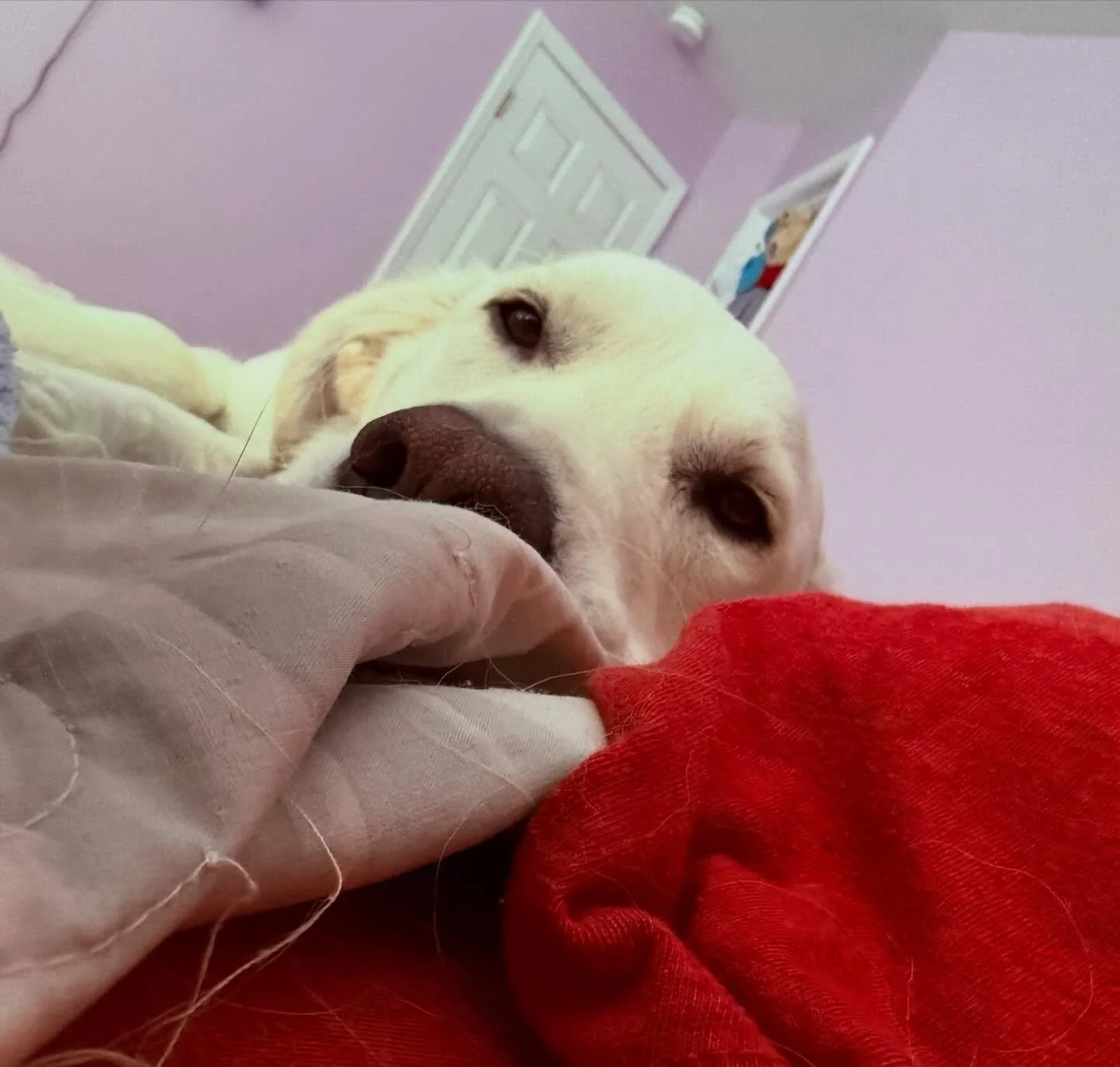 Mr. Barker was extra cute this weekend, so I thought I&rsquo;d share a few pics! I woke up to the first pic yesterday. So cute! ❤️😊