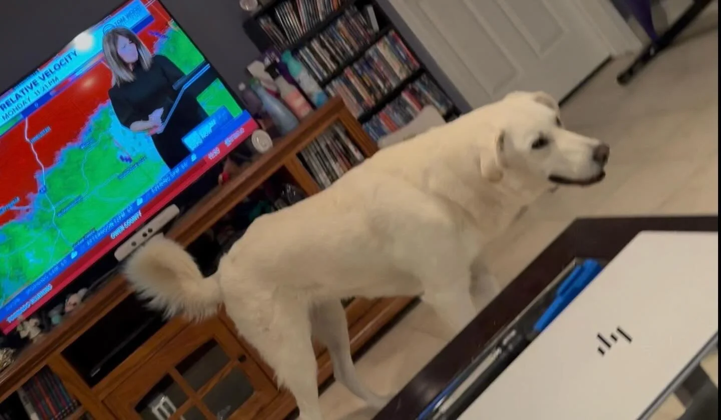 Mr. Barker is not happy that we have a tornado warning. It&rsquo;s been stormy all afternoon and evening, even had some hail. 🌪️ Here&rsquo;s hoping the power stays on!!! You know I have my laptop in the basement, too! Haha