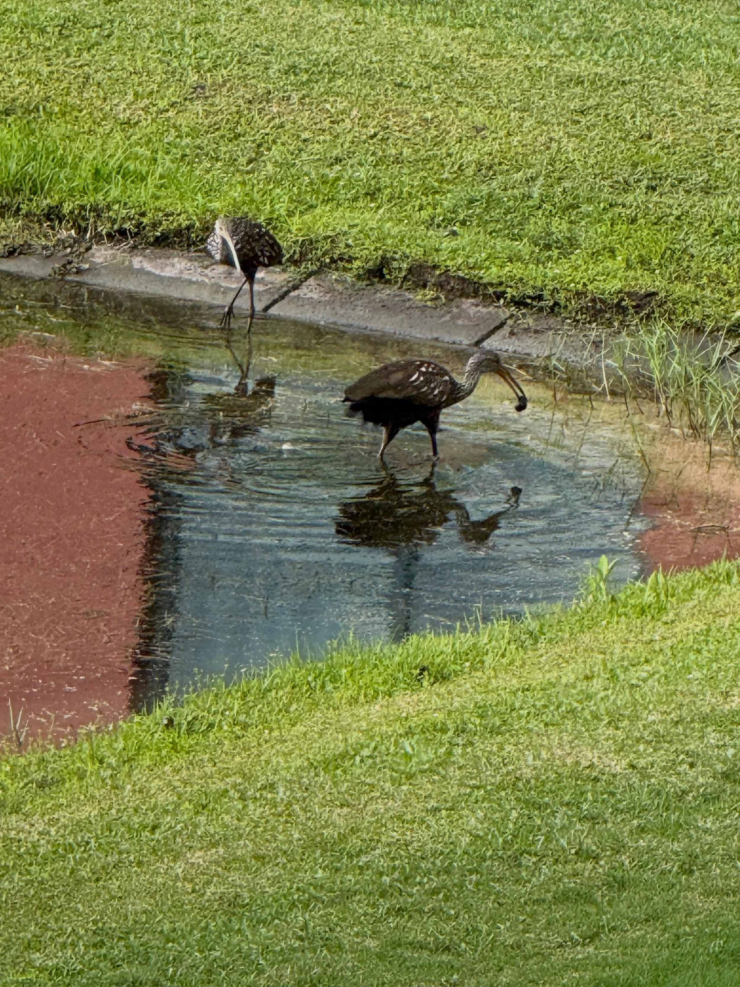 Breakfast buddies this morning. I sipped my coffee as they enjoyed some early morning snacks. ❤️☕️🦆🌴