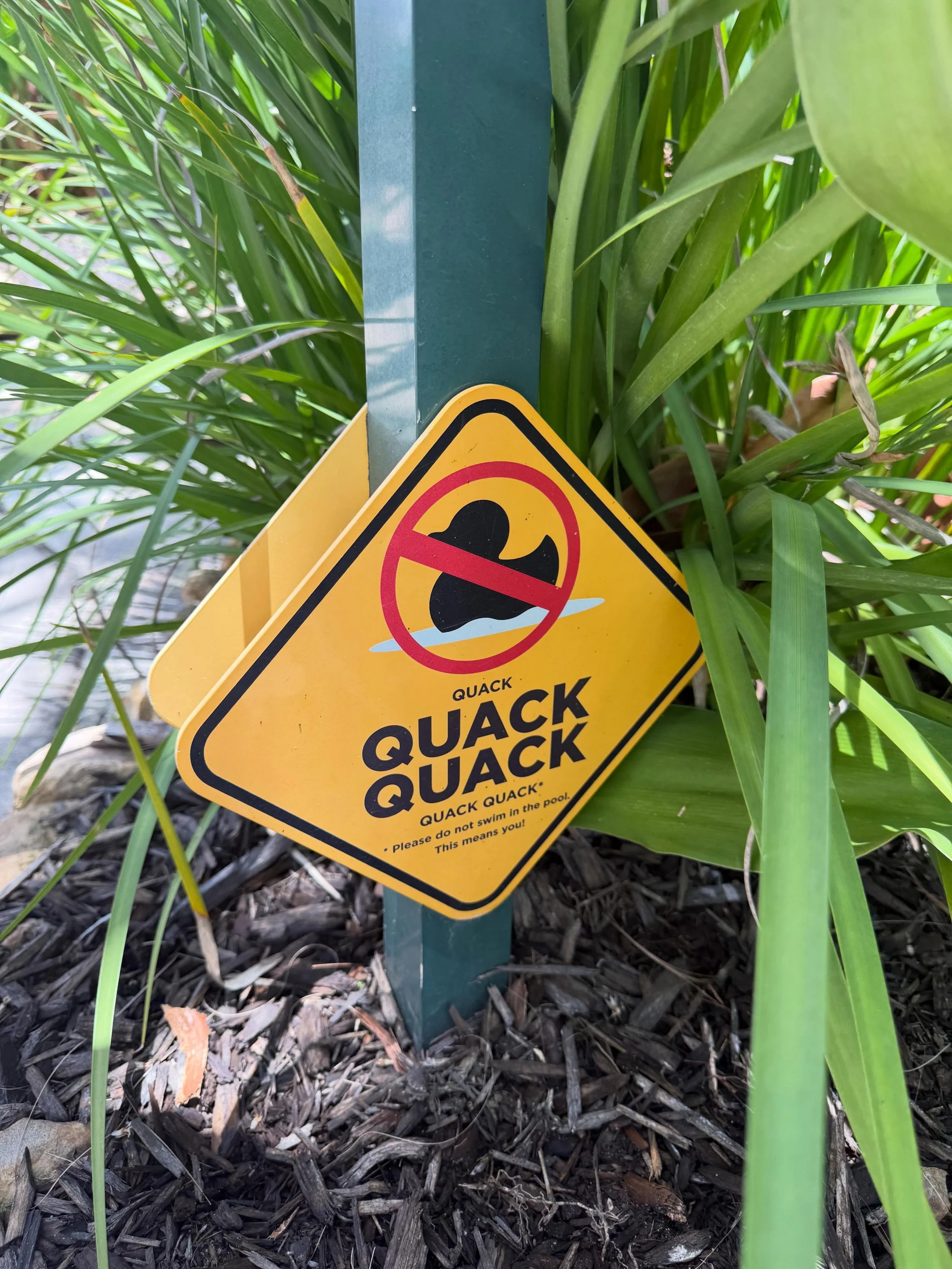 Loving the sign for the ducks at the pool. Haha we come home tomorrow, but we are enjoying a relaxing day today. I did run this morning in the glorious FL heat and humidity. I saw a few friends on my journey! ❤️🌴🦆🐇🏃🏻&zwj;♂️☀️