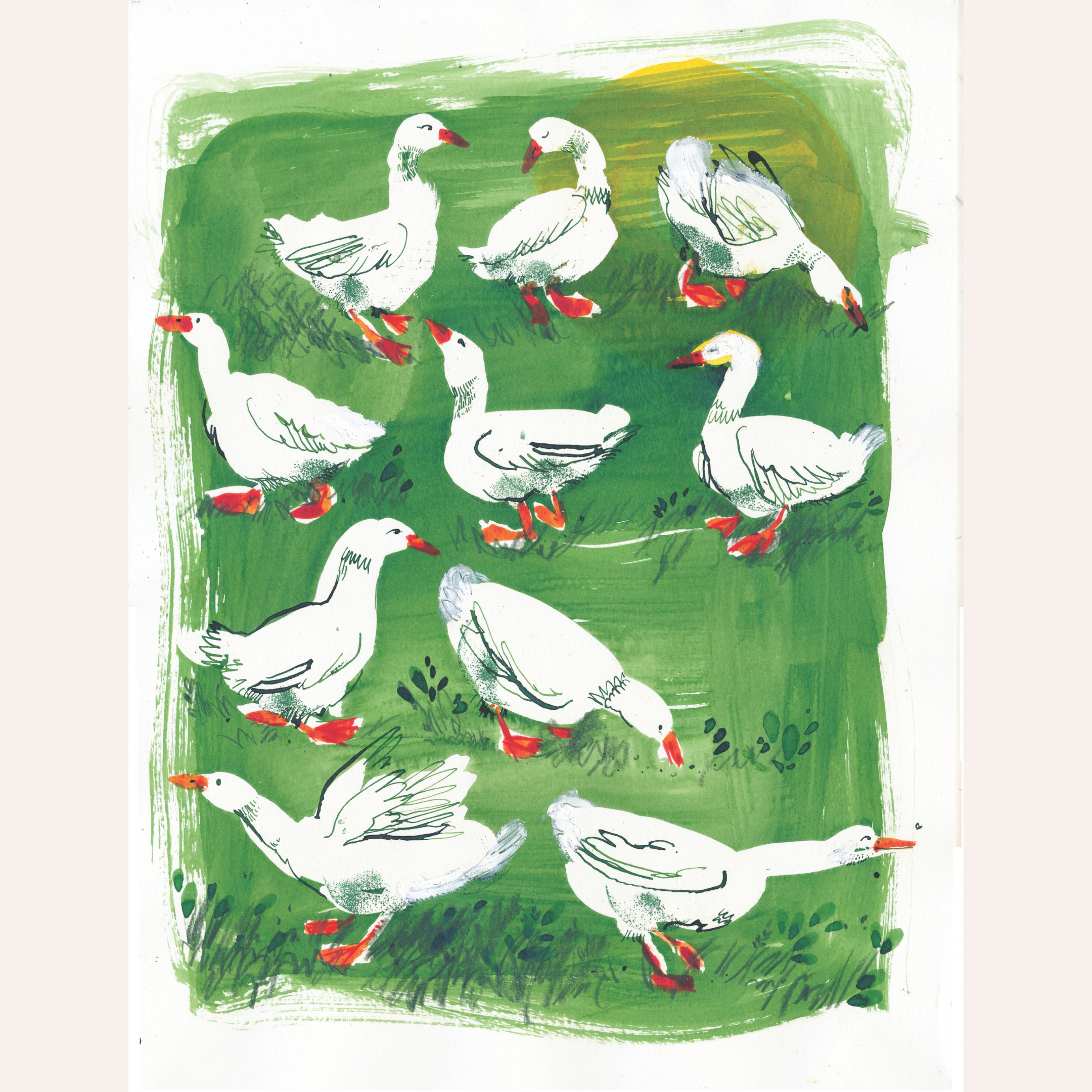 Herd