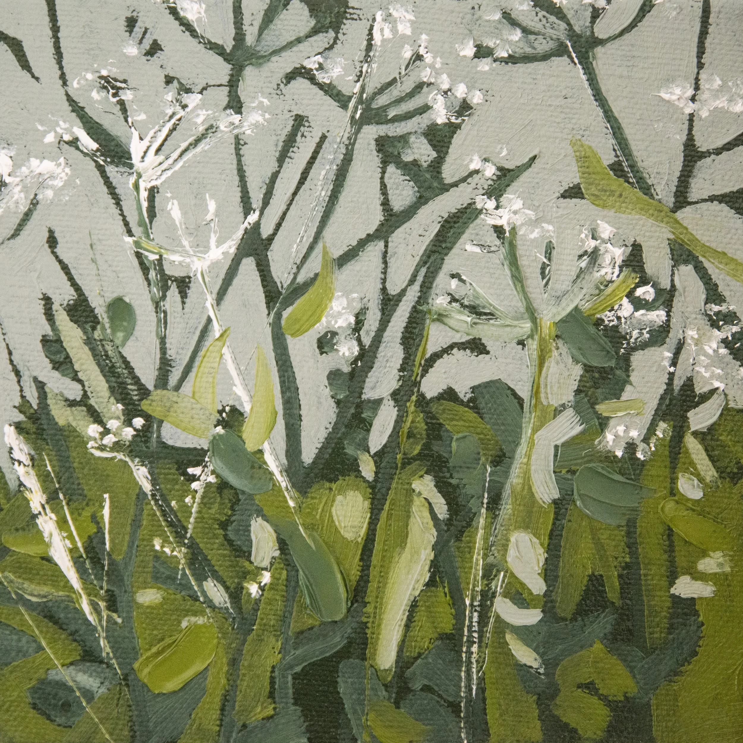 Cow Parsley