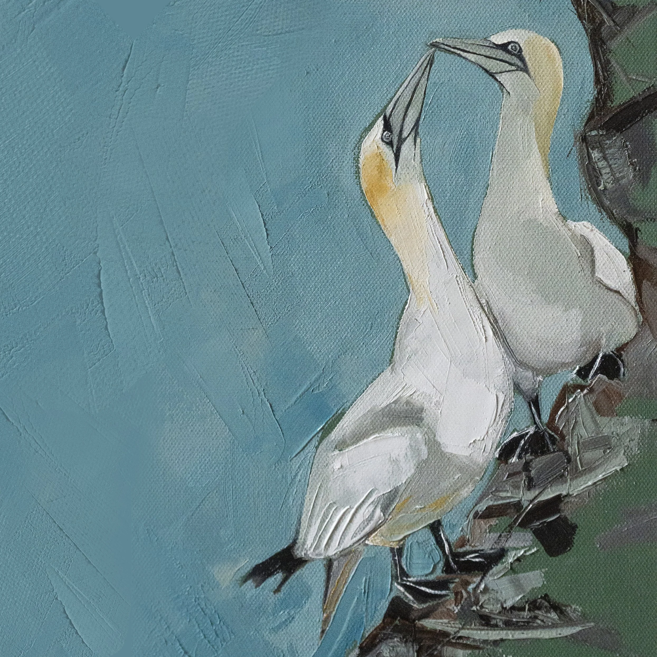 Gannets