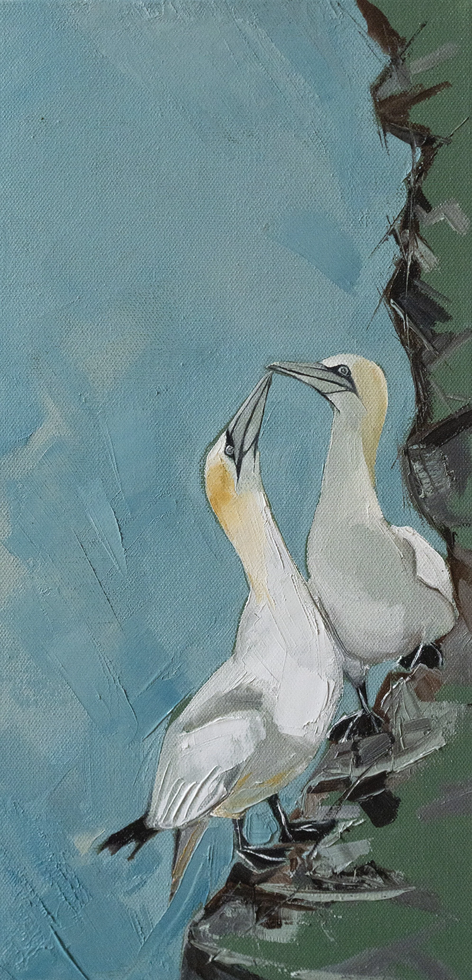 Gannets
