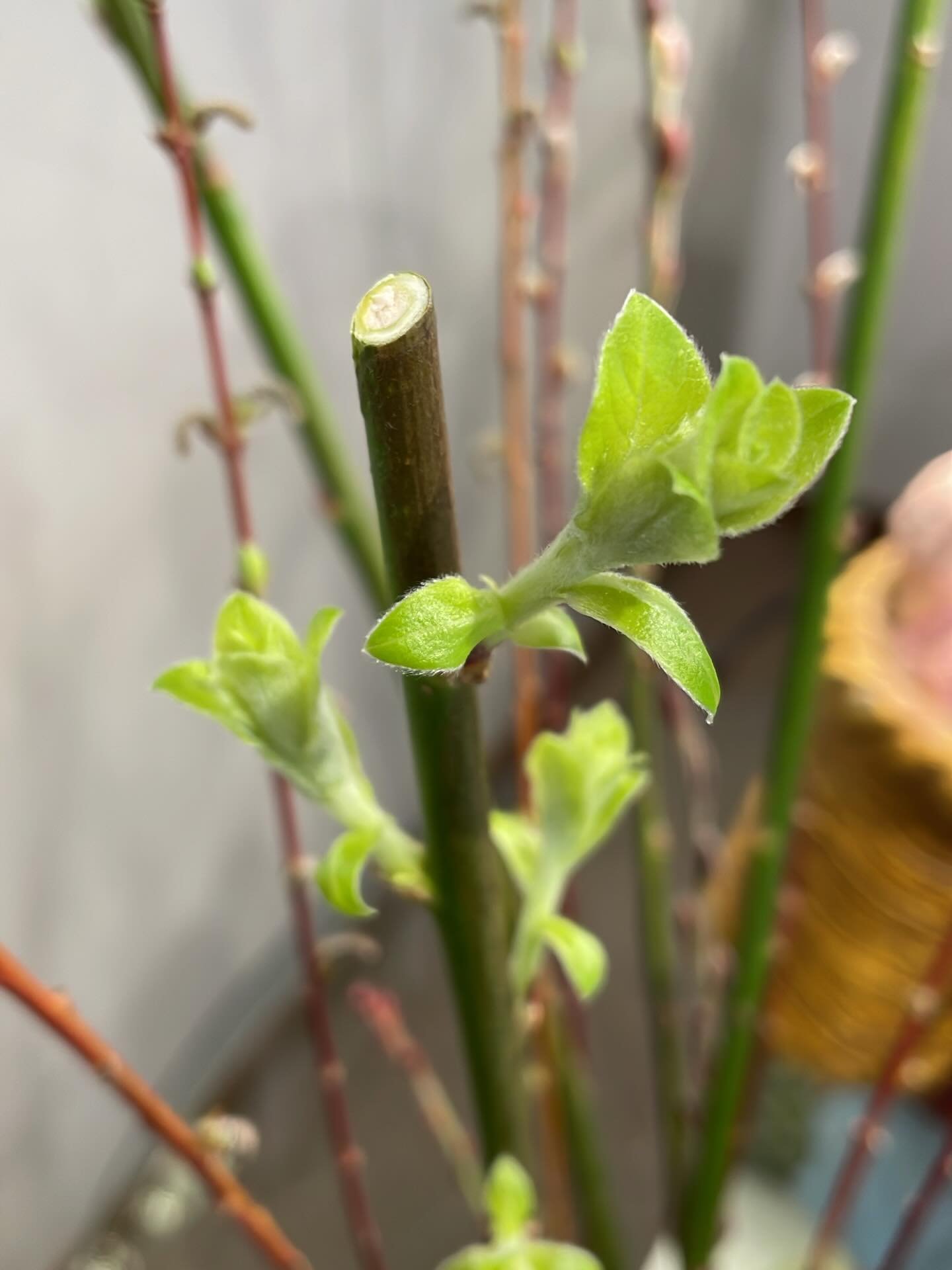 Welcoming Spring and the fresh start it brings!