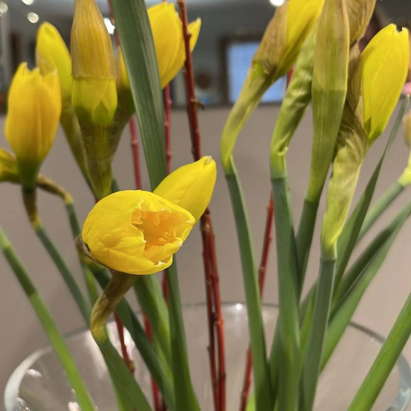 We can&rsquo;t get enough! Daffodils and Spring go hand in hand.