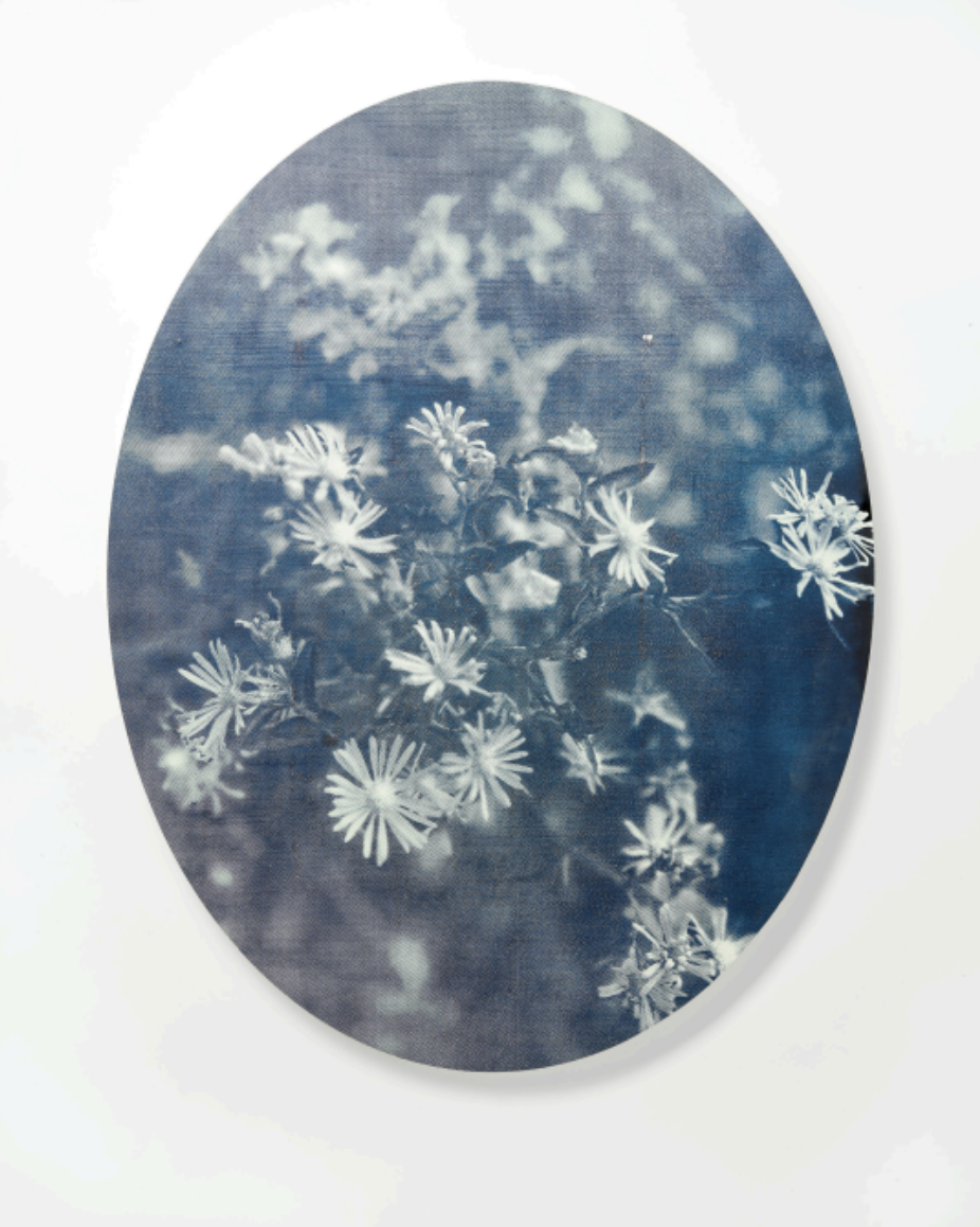 Eve Biddle,  Purple Aster, Wassaic, 2024,  2025, Screenprint on oval panel, 39 x 30 in.