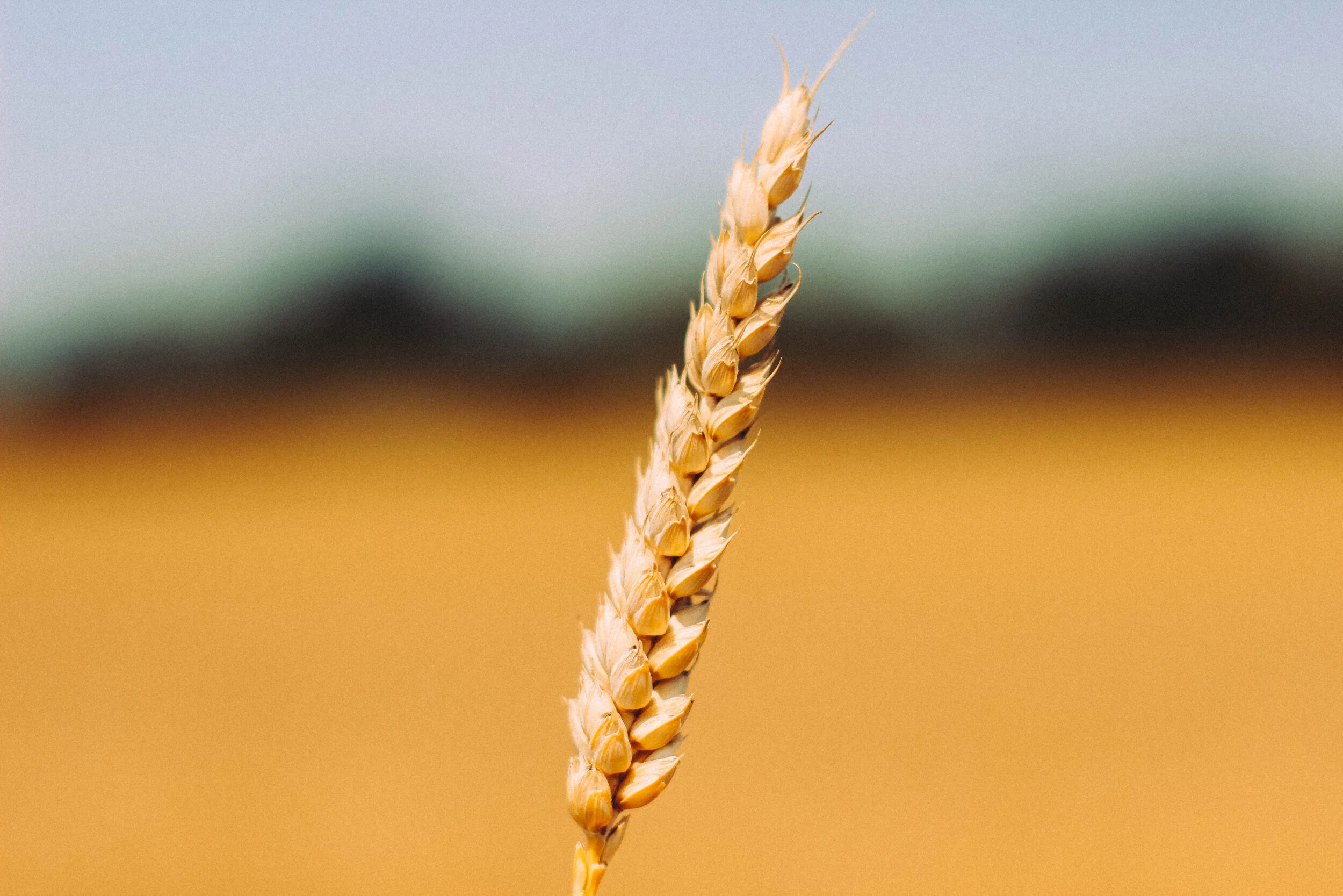 Wheat_Charlieandres_1107-1.jpg