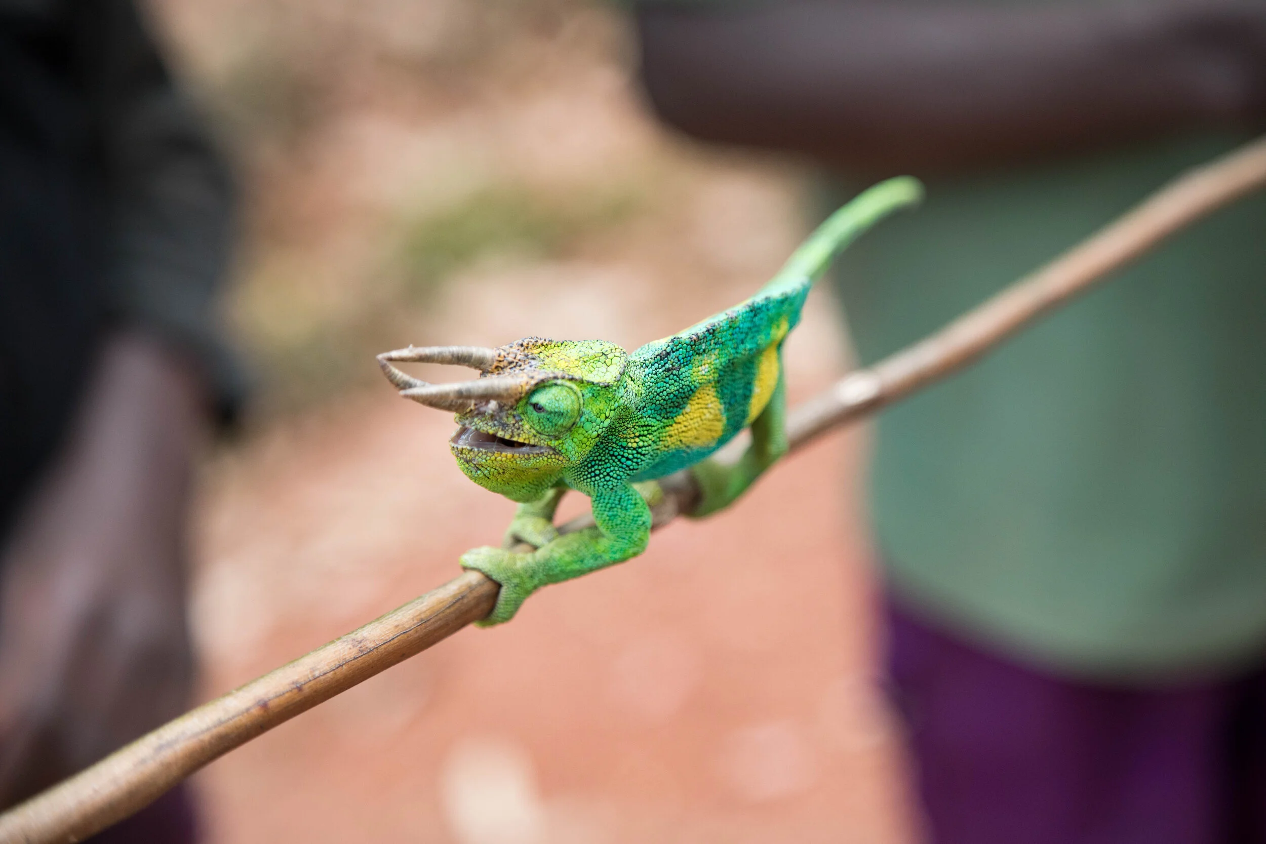 Uganda_Camaleon_Charlieandres_1480-1.jpg