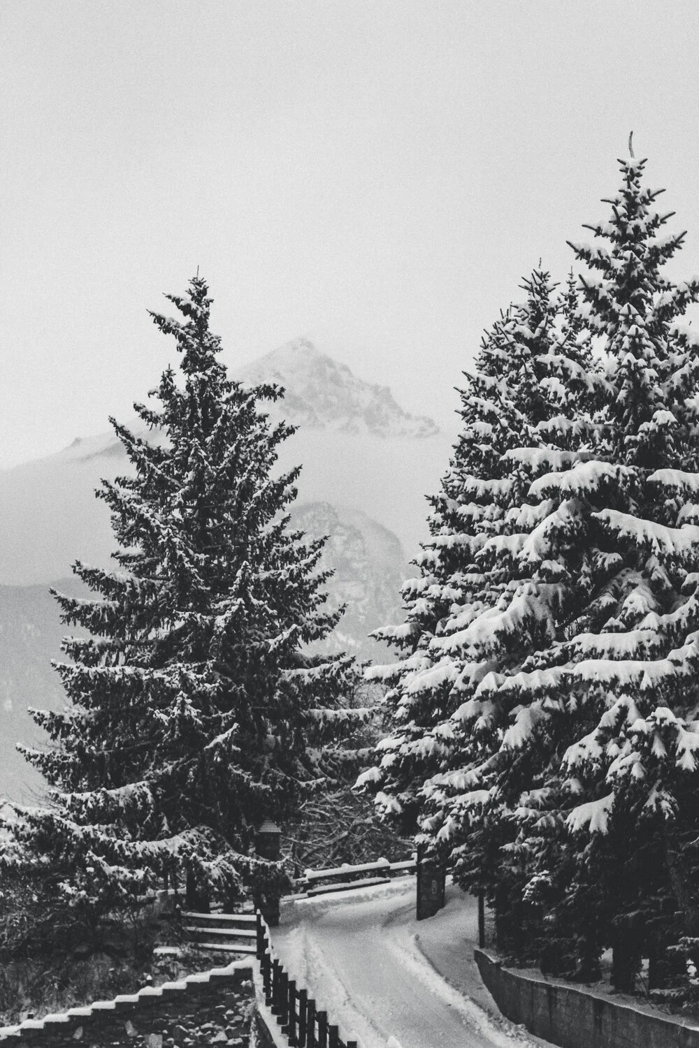 Piamonte_Snow_Trees_Charlieandres_6120-1.jpg