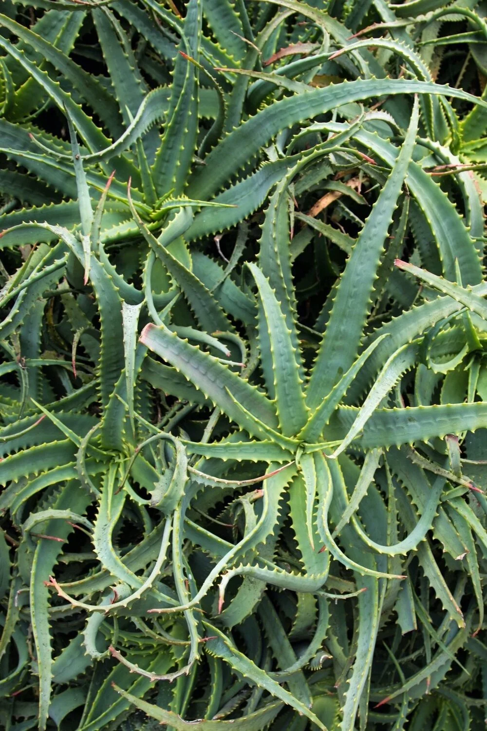 Cactus_Charlieandres_1352-1.jpg