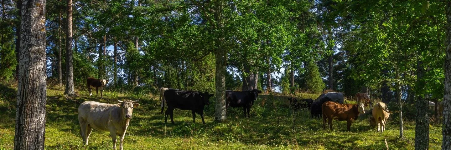 2025 Minnesota Agroforestry Institute