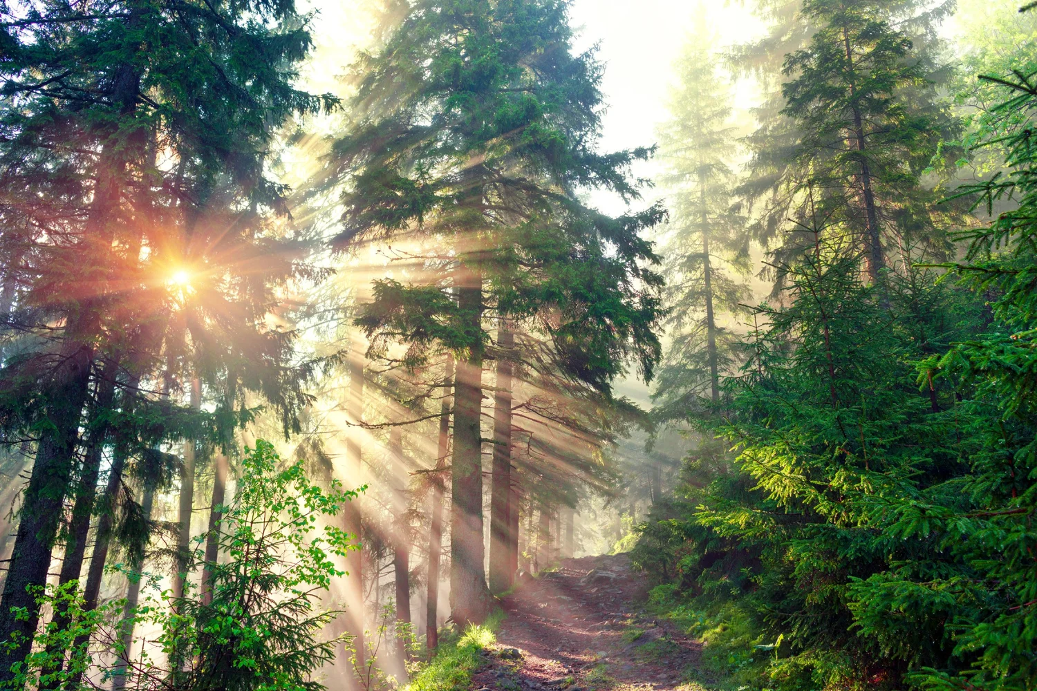 Sustainable Forest Incentive Act — Minnesota Forestry Association
