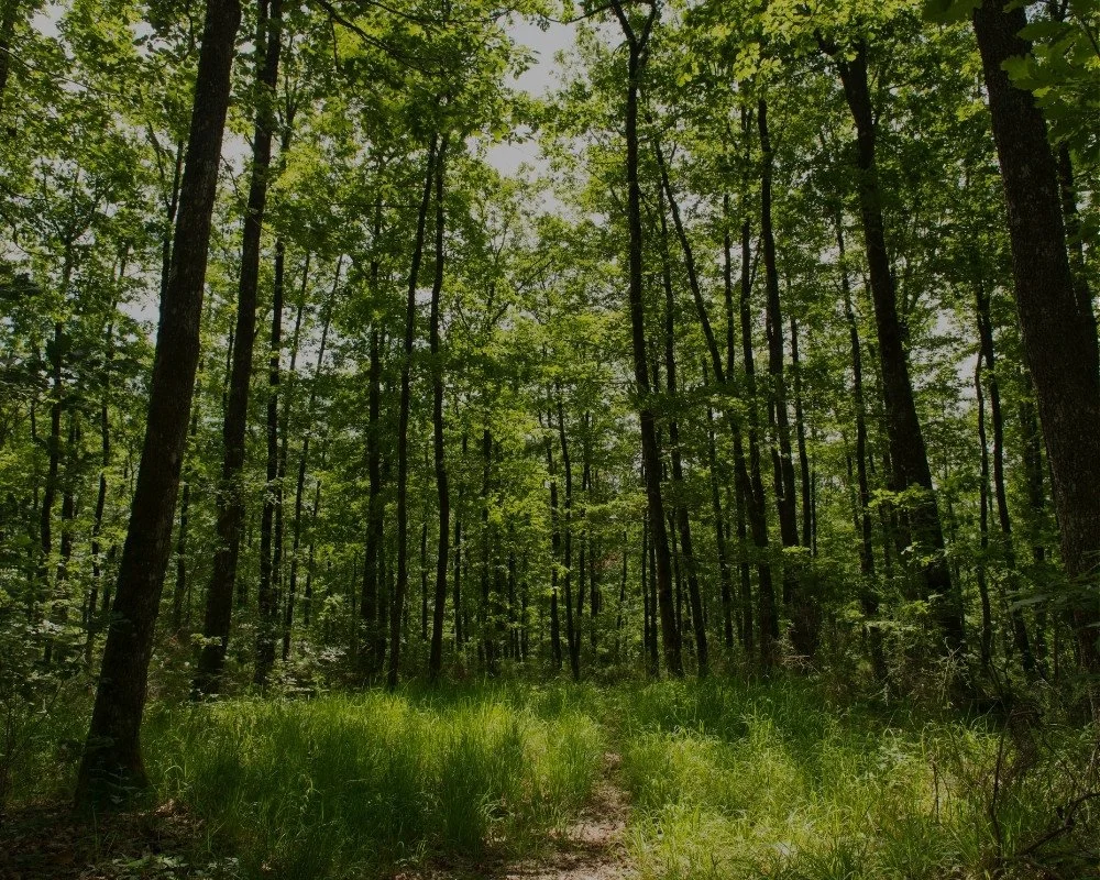 Forest path through healthy woodland