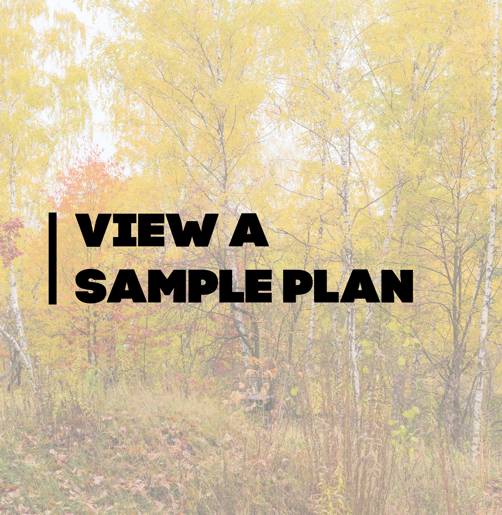 Woodland Stewardship — Minnesota Forestry Association