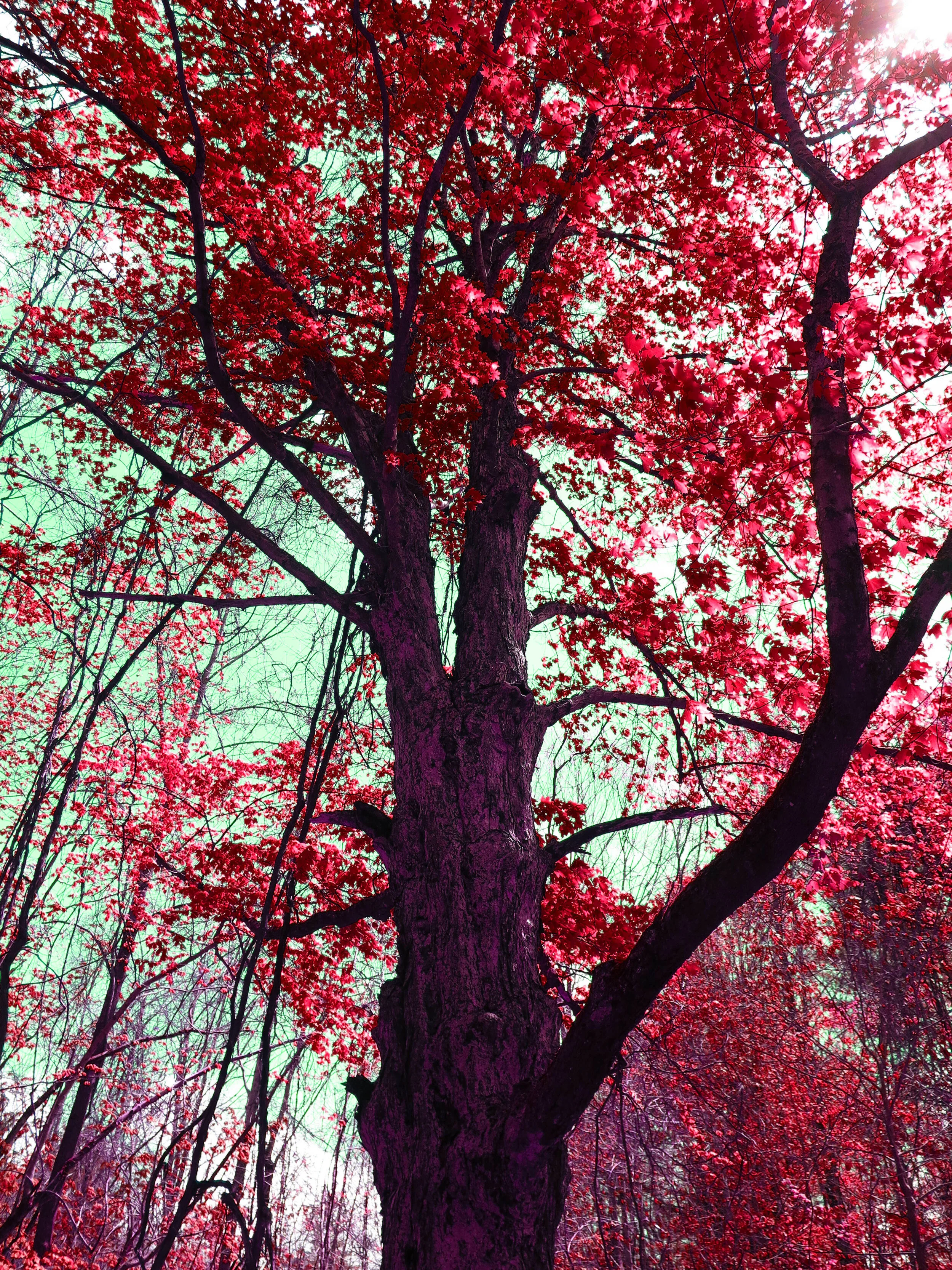 Red Oak (2018)