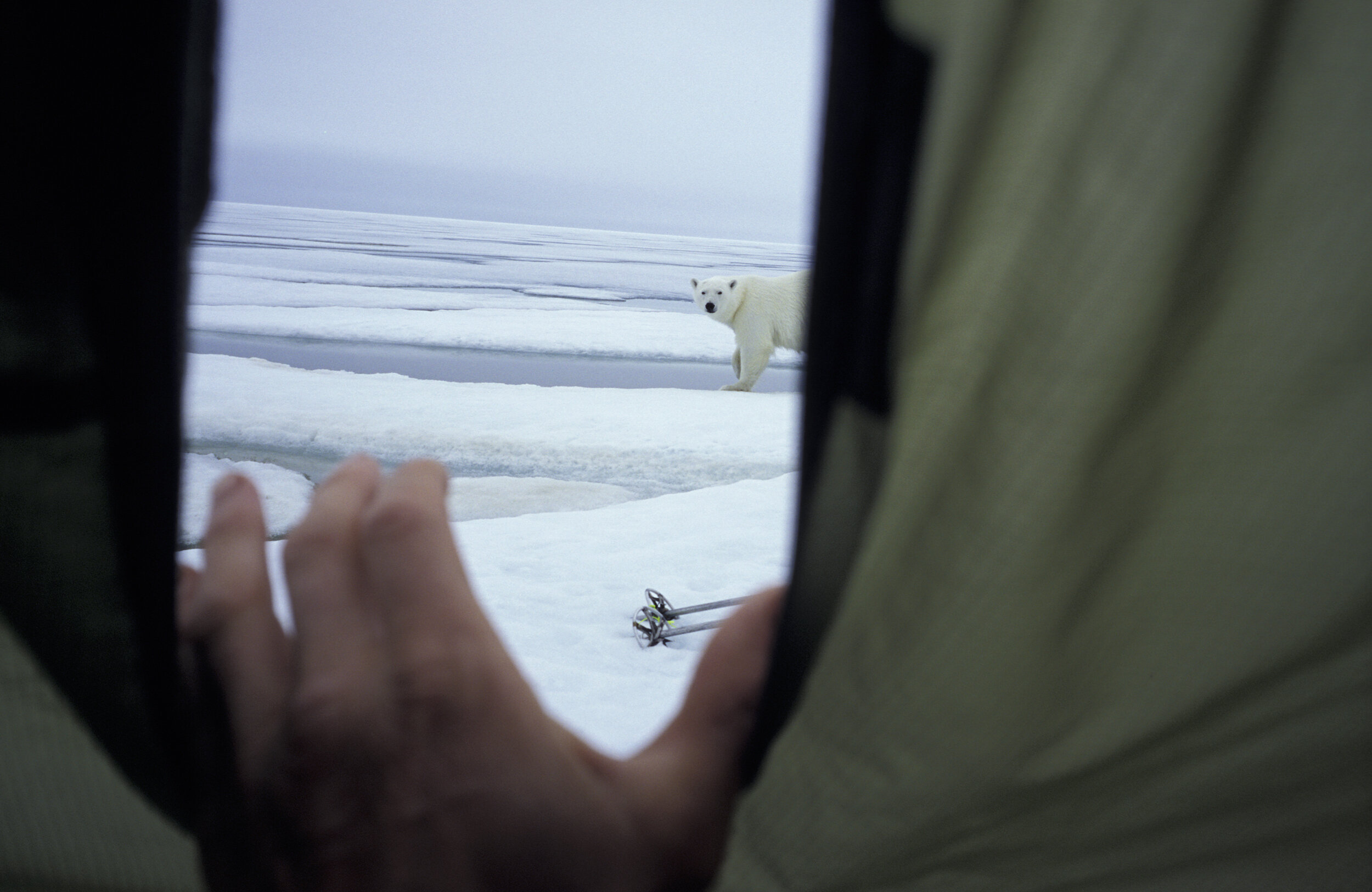 Morning vissitors - Polar Sea