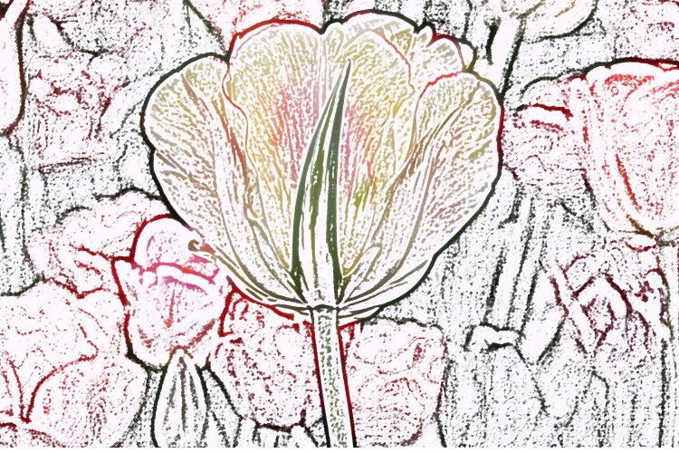 Chicago Tulip