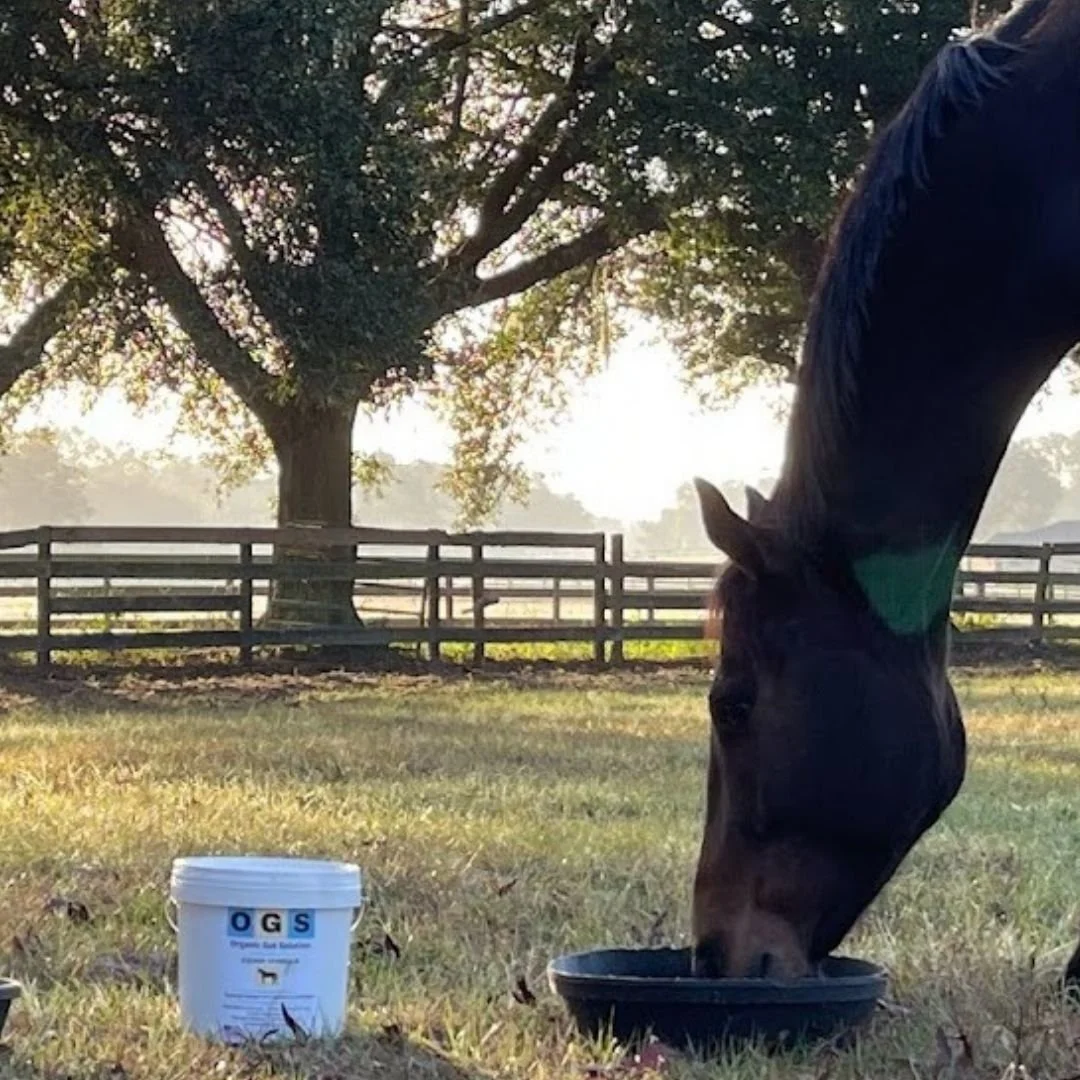 Natural Ways to Improve Gut Health with OGS