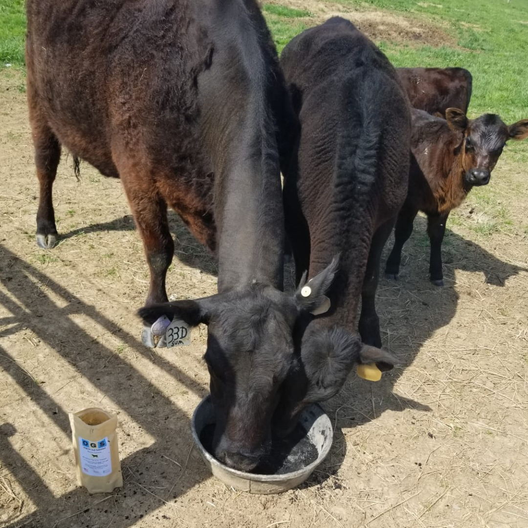 cattle photo (1).png