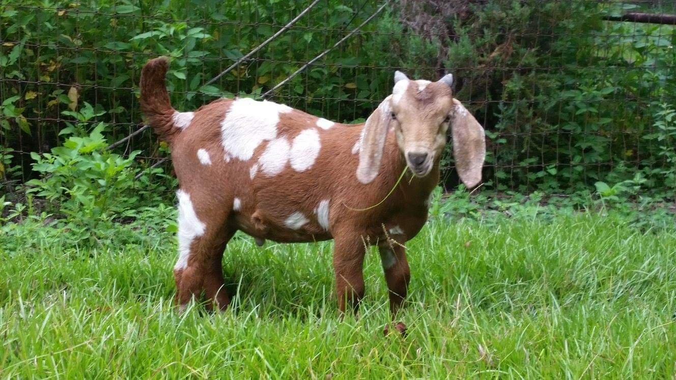 goat1.jpg